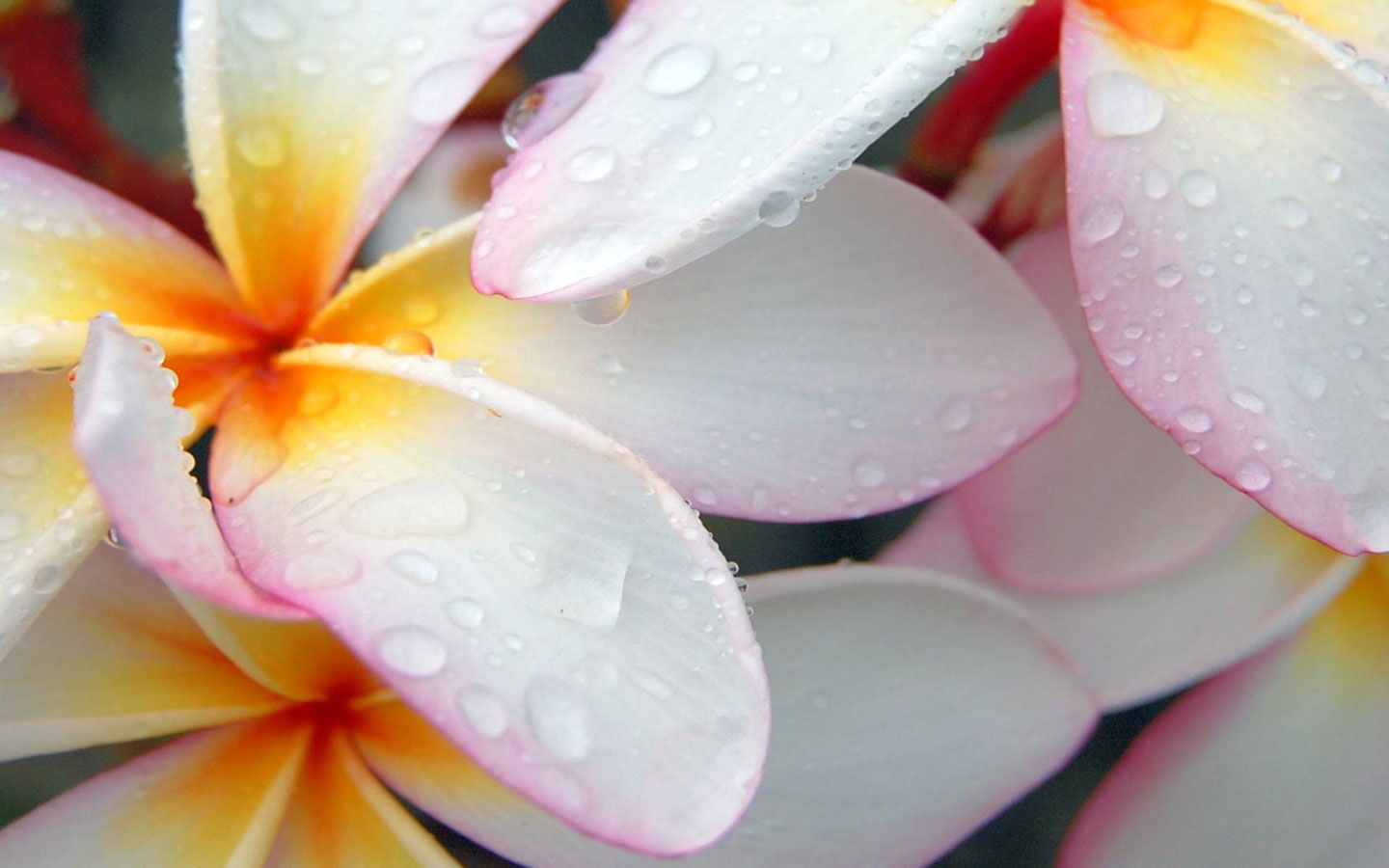 1464743 descargar imagen tierra/naturaleza, frangipani, flor: fondos de pantalla y protectores de pantalla gratis