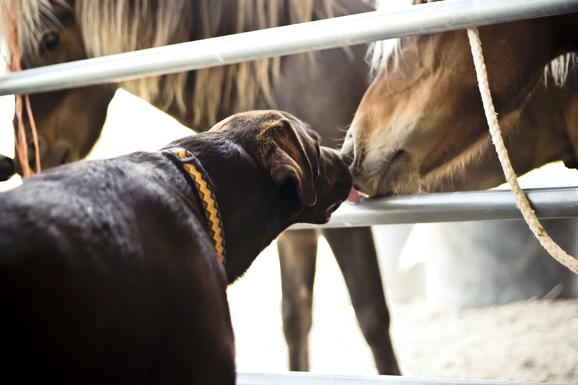 Laden Sie das Tiere, Hunde, Hund-Bild kostenlos auf Ihren PC-Desktop herunter