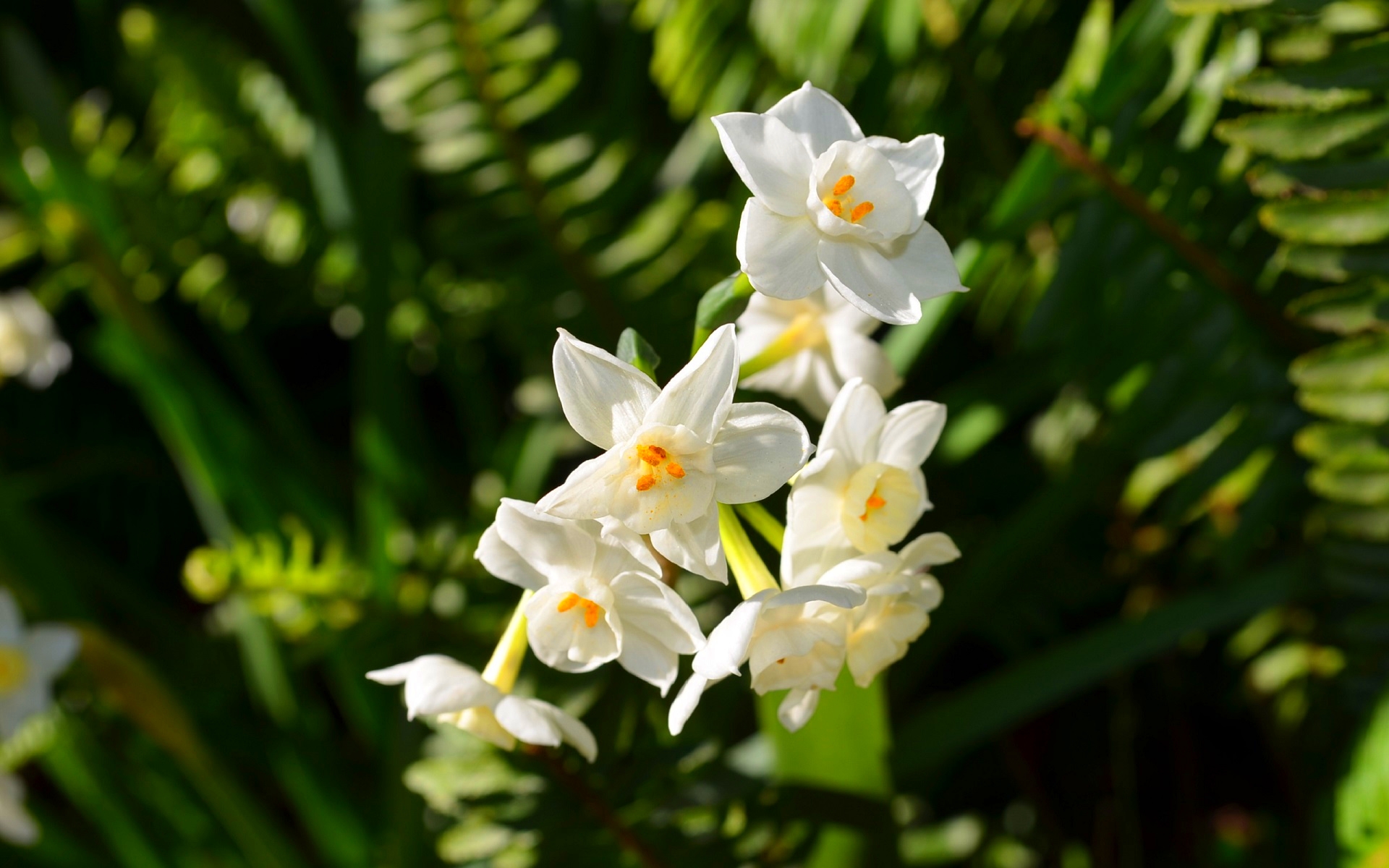 earth, daffodil, blur, flower, narcissus, nature, paperwhite narcissus, white flower, white, flowers