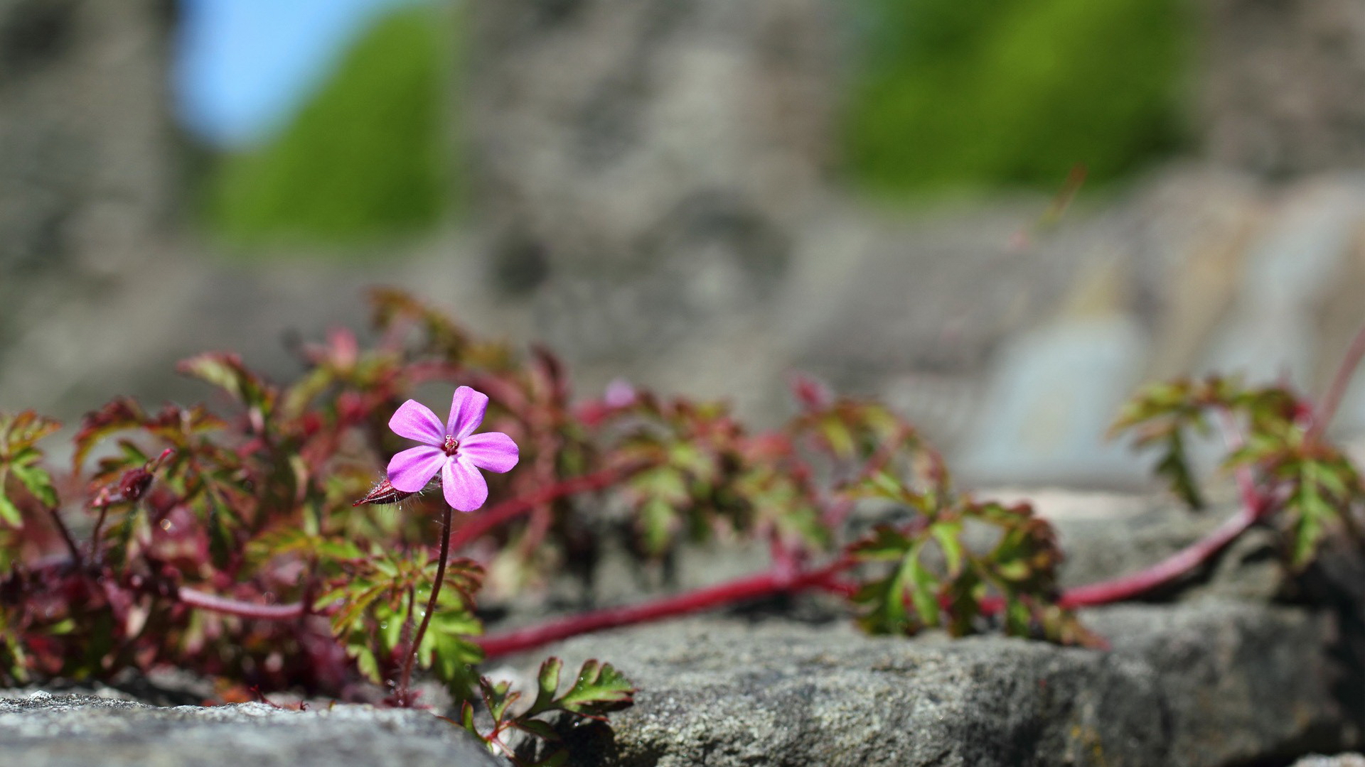 Free download wallpaper Flowers, Flower, Earth on your PC desktop