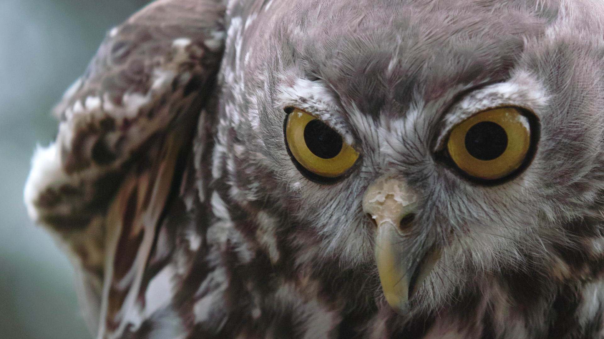 Téléchargez des papiers peints mobile Animaux, Hibou, Des Oiseaux gratuitement.