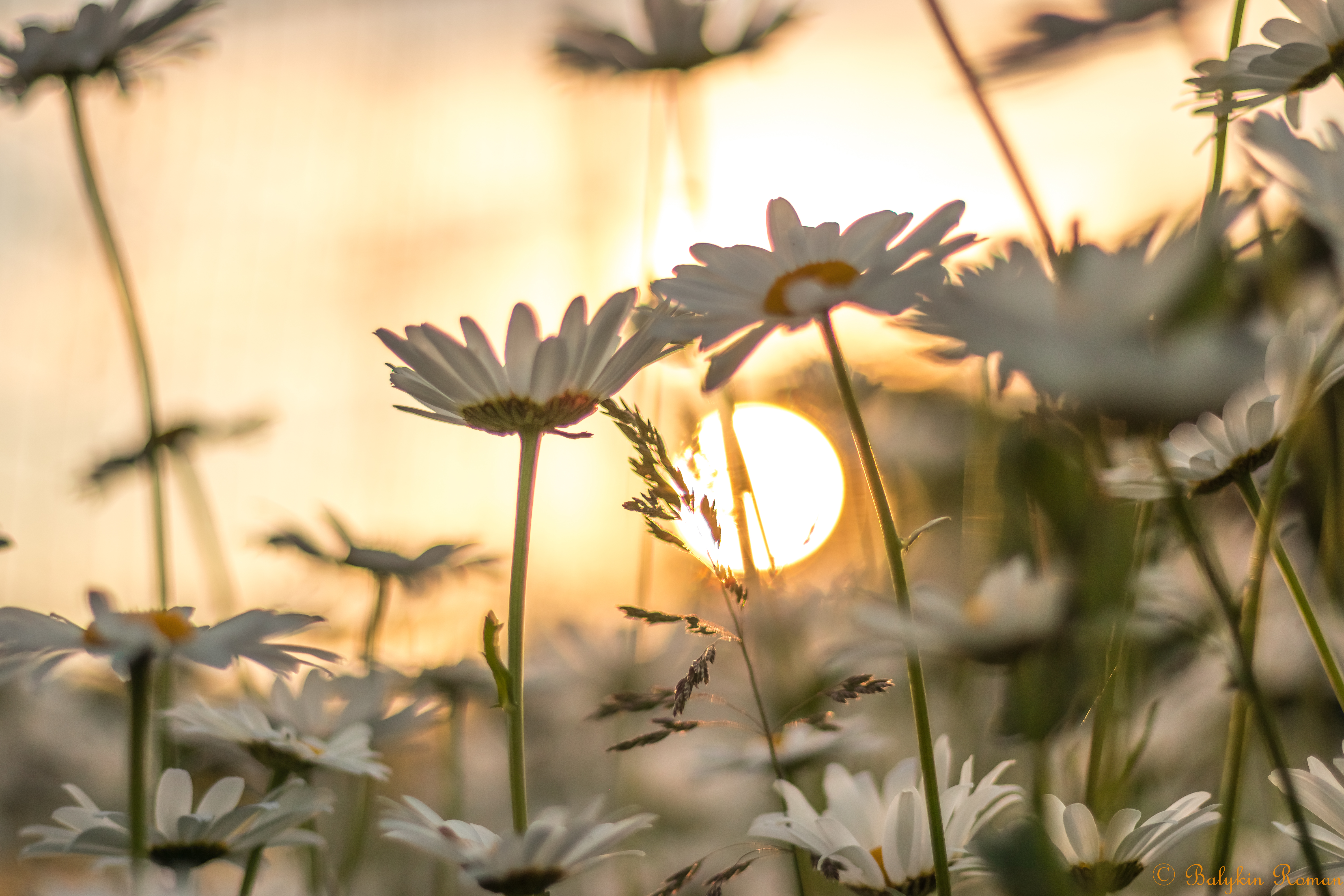 Free download wallpaper Earth, Chamomile on your PC desktop