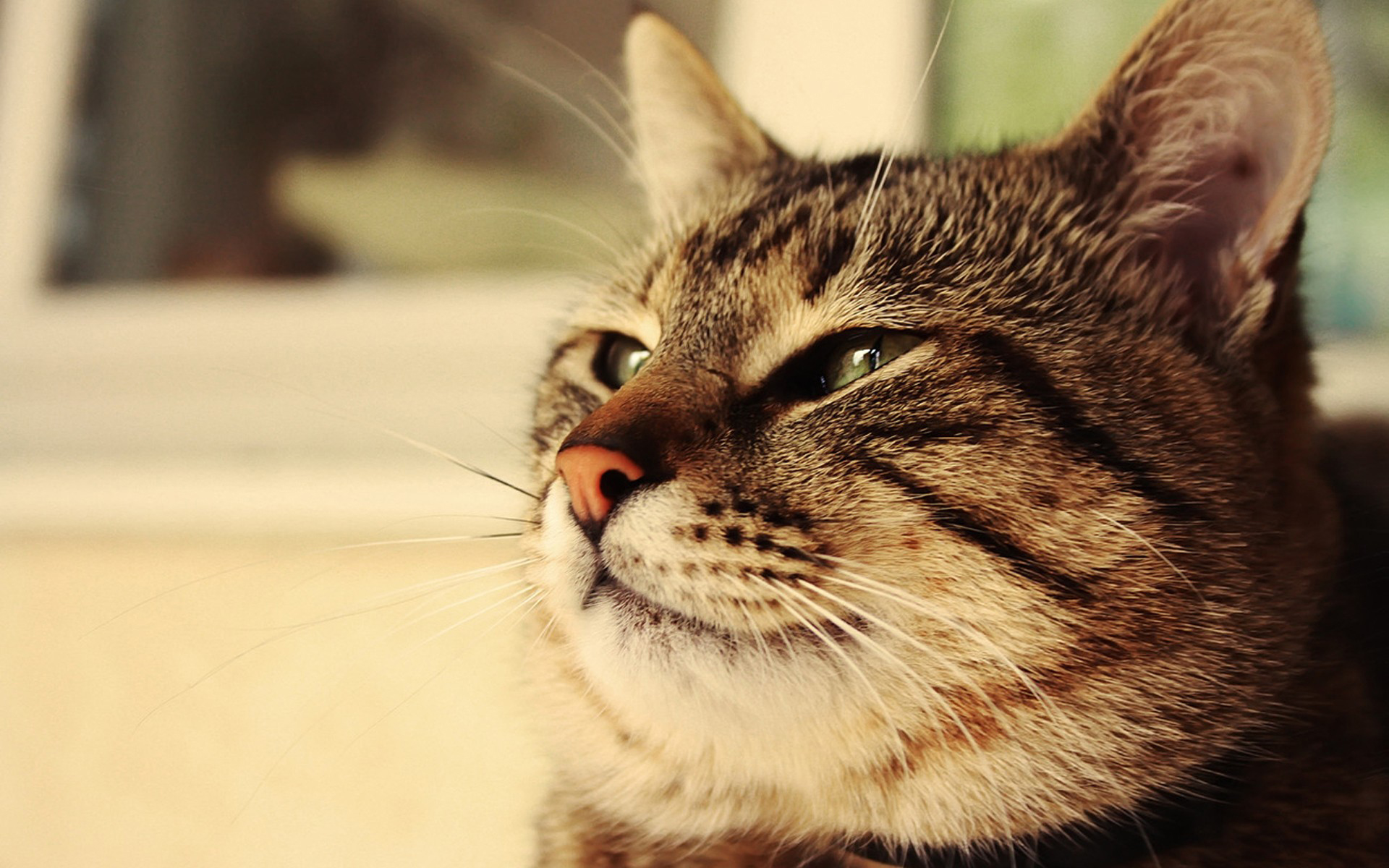 Descarga gratuita de fondo de pantalla para móvil de Gato, Gatos, Animales.