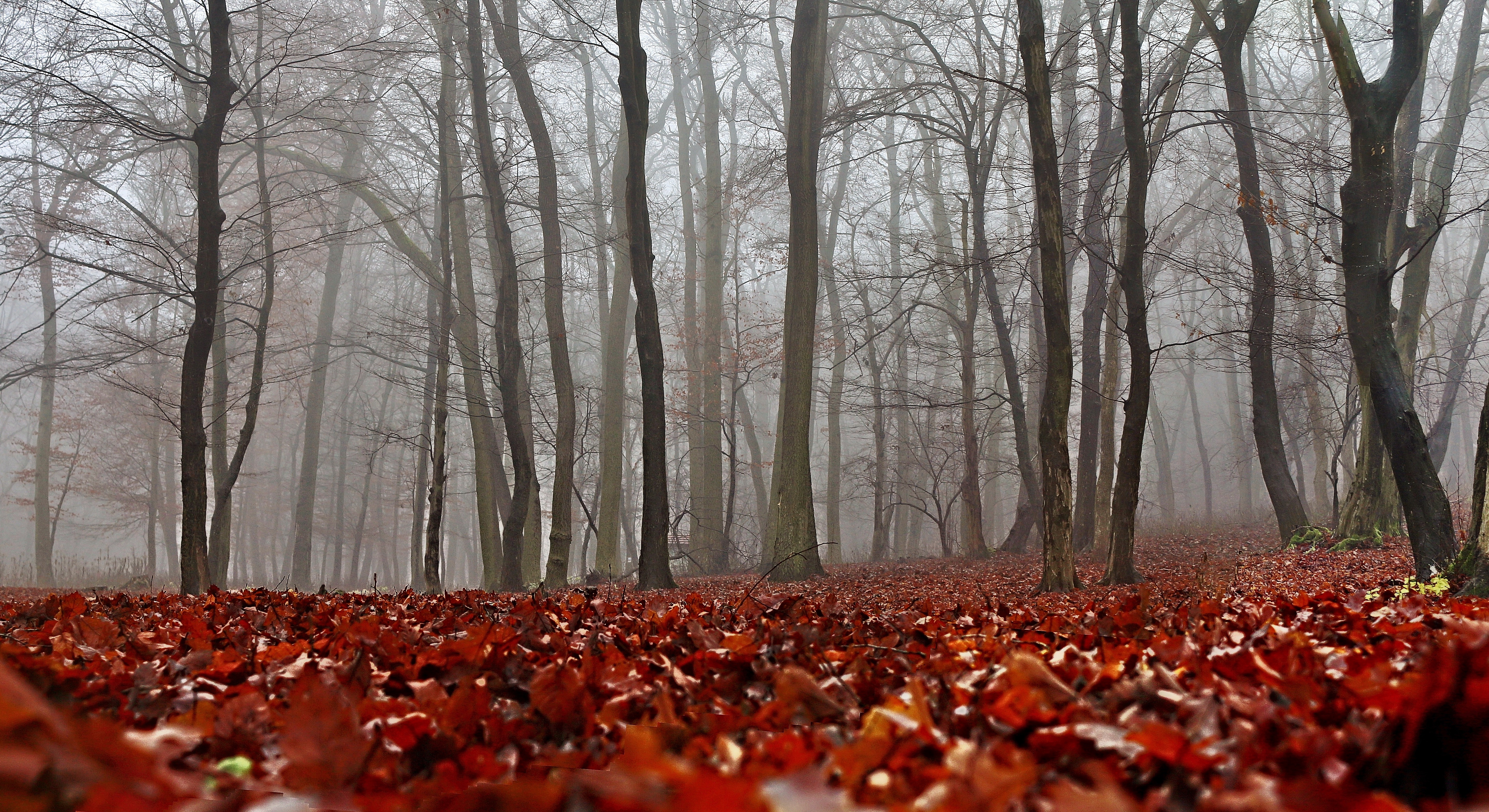 Download mobile wallpaper Autumn, Forest, Fog, Foliage, Nature for free.
