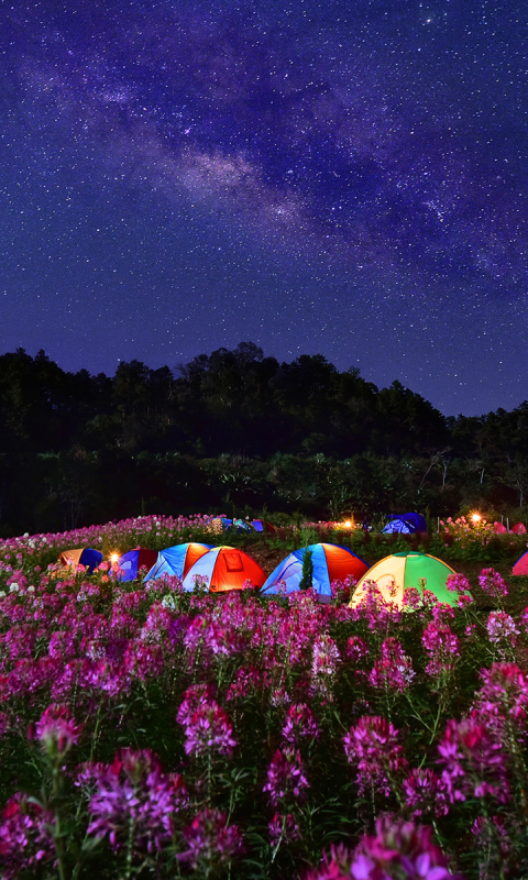Download mobile wallpaper Sky, Stars, Night, Flower, Starry Sky, Milky Way, Tent, Camping, Photography for free.