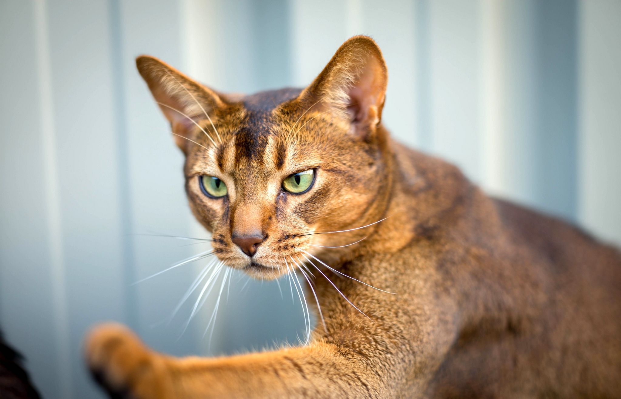 Download mobile wallpaper Abyssinian Cat, Muzzle, Animals, Cat for free.