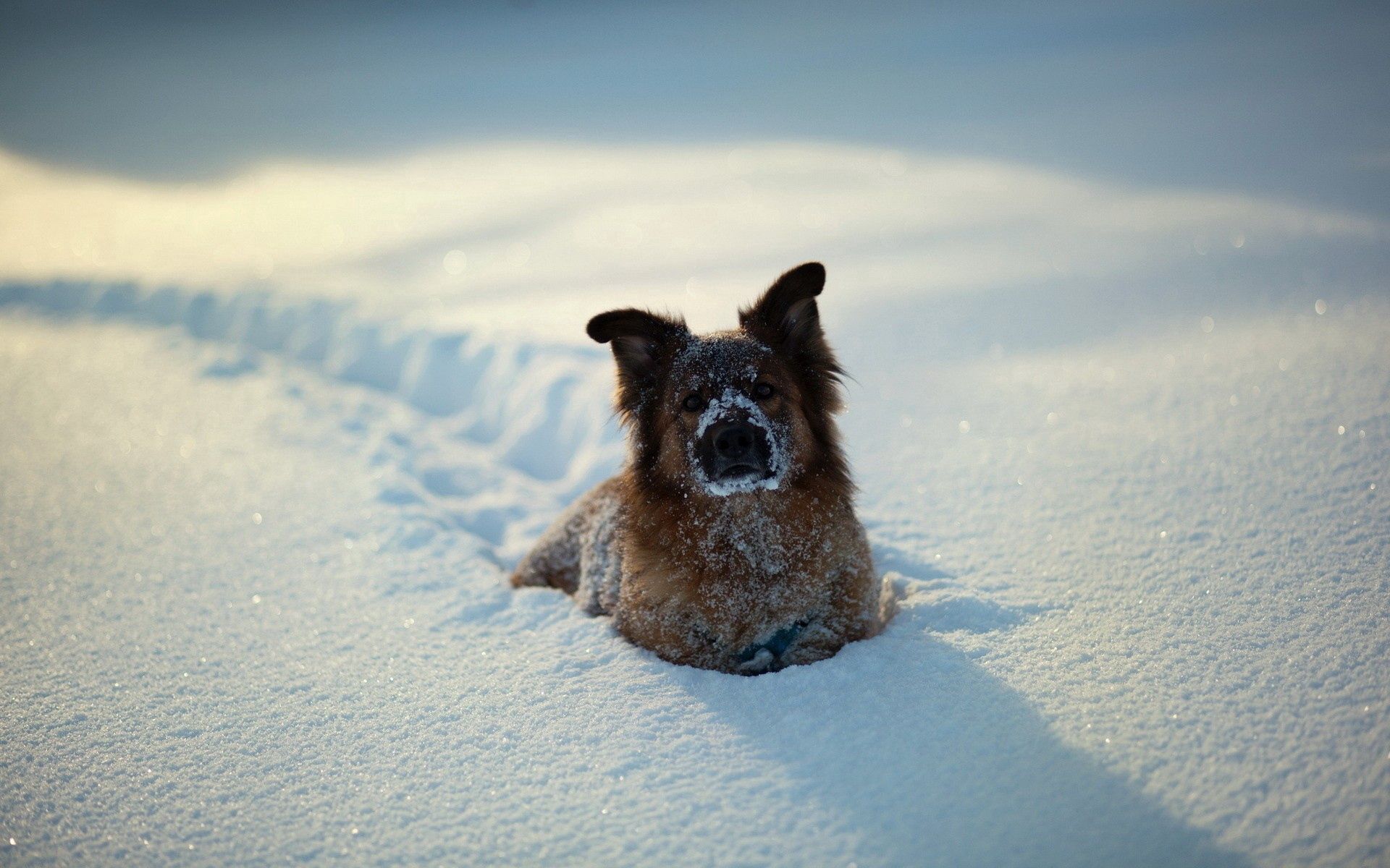 Laden Sie das Spielerisch, Spielerische, Tiere, Hund, Schnee, Winter-Bild kostenlos auf Ihren PC-Desktop herunter