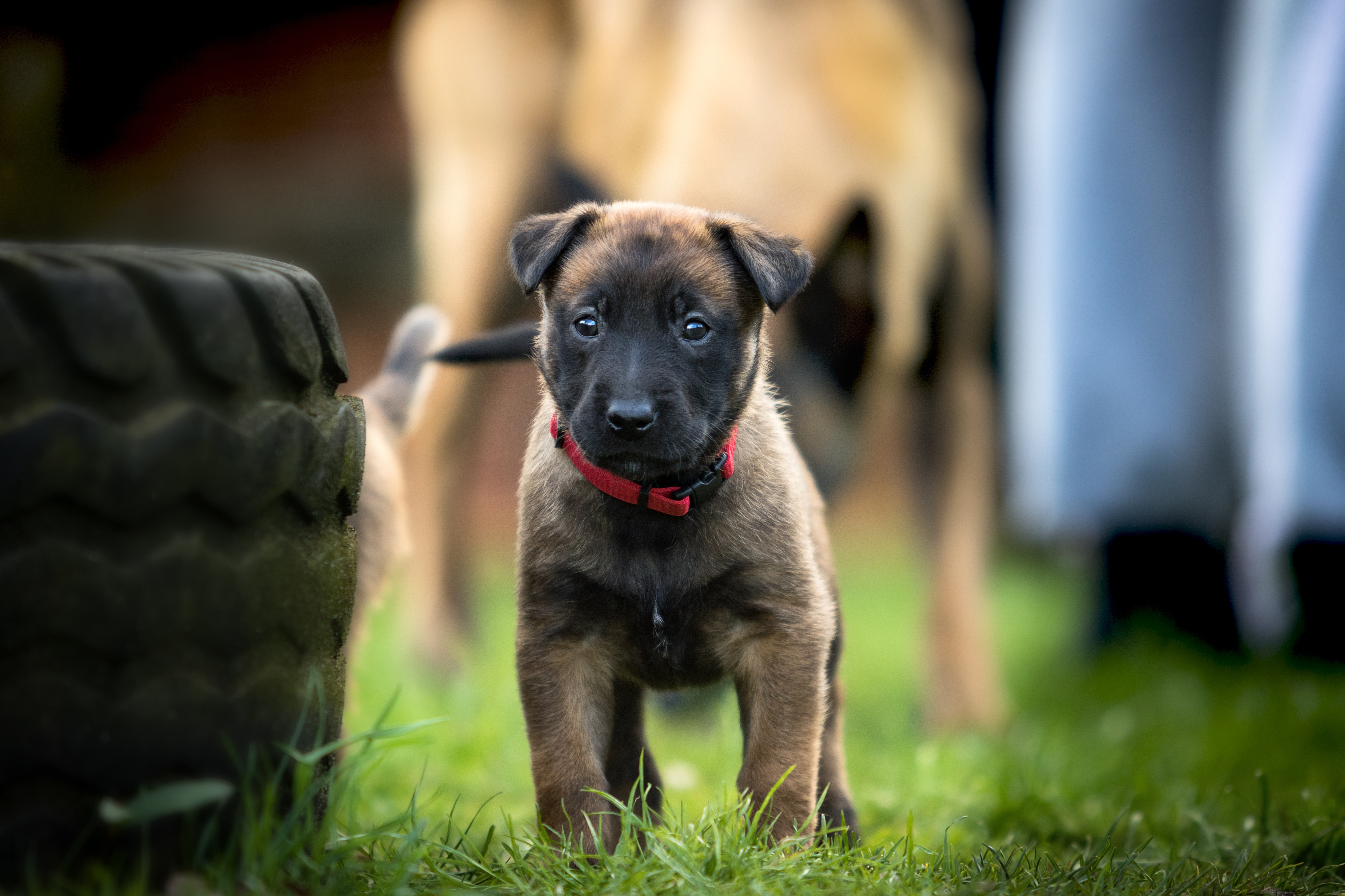 HD wallpaper dog, animals, stroll, puppy, belgian shepherd