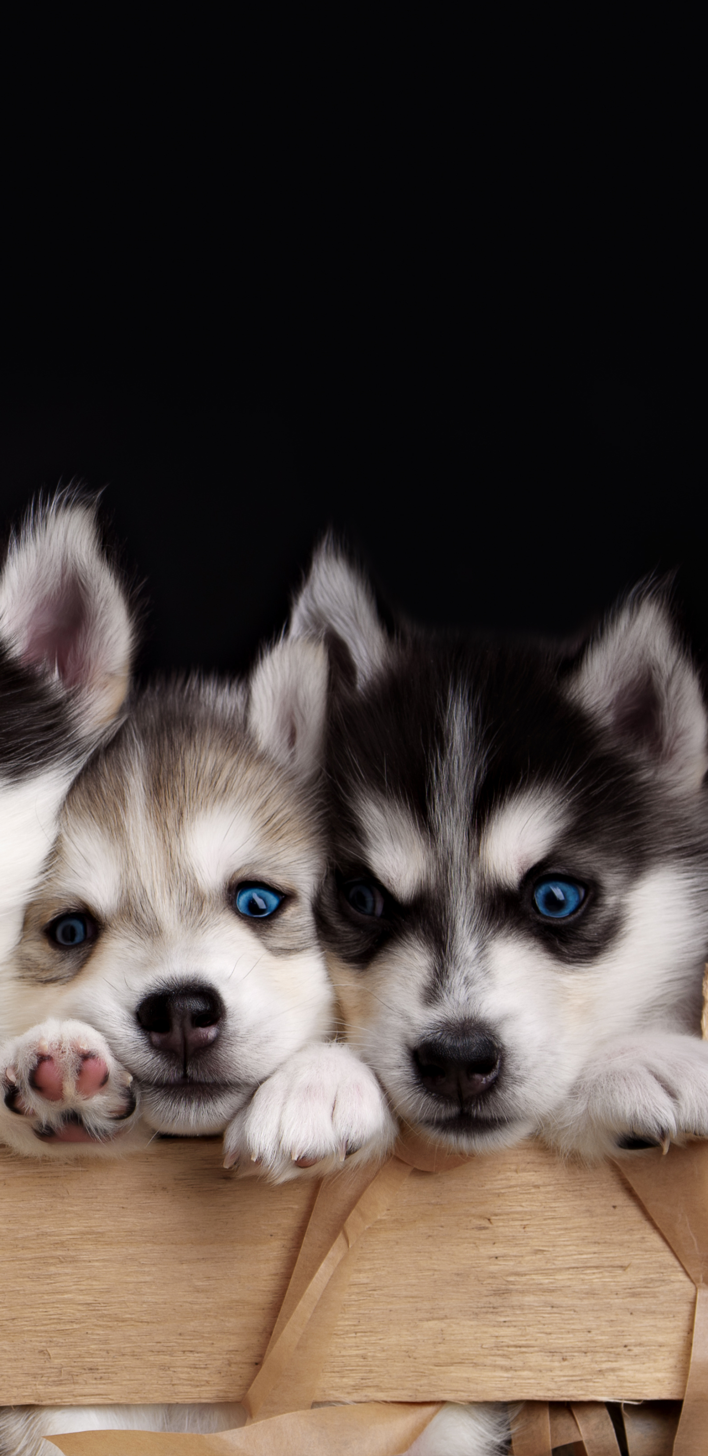 Laden Sie das Tiere, Hunde, Hund, Süß, Welpen, Blaue Augen, Schlittenhund, Welpe-Bild kostenlos auf Ihren PC-Desktop herunter