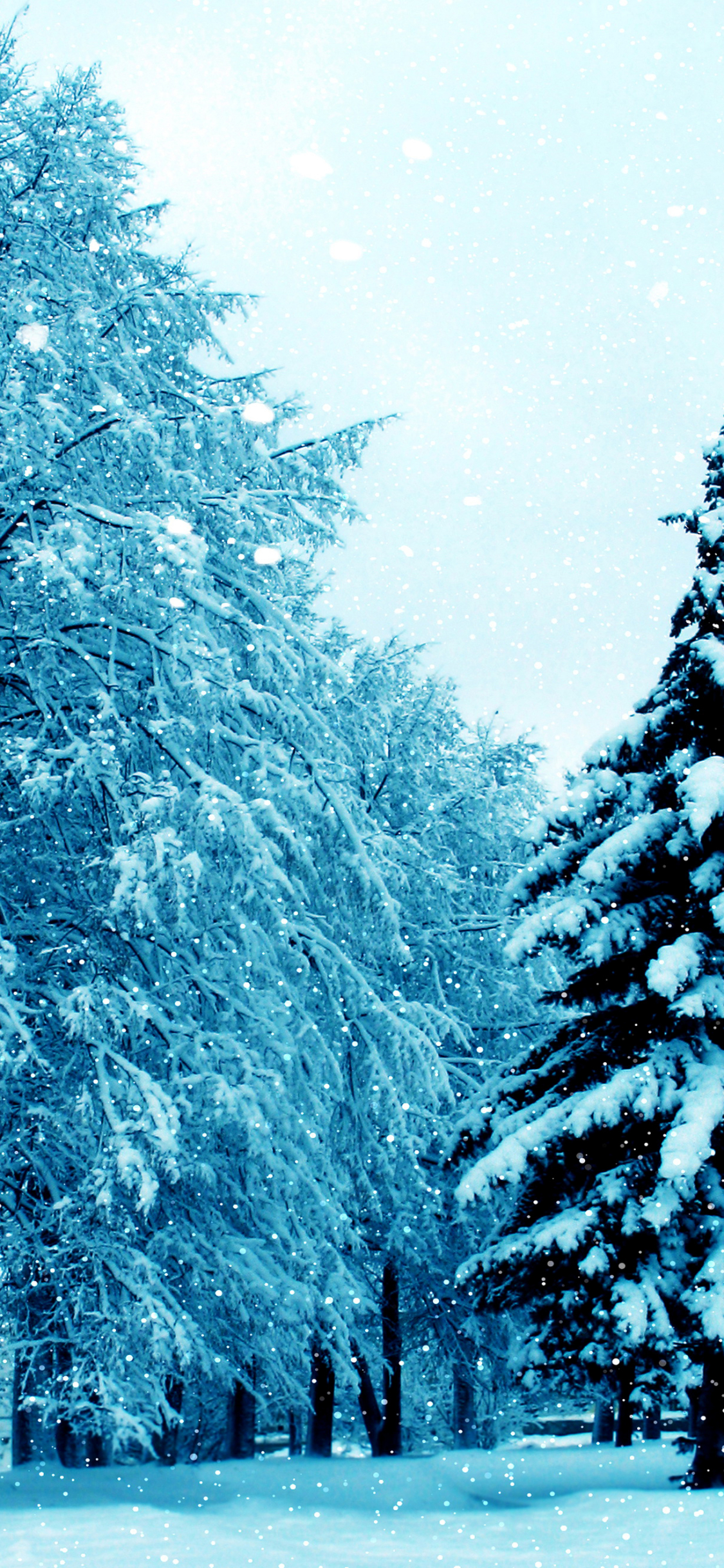 Handy-Wallpaper Winter, Schnee, Park, Baum, Erde, Schneefall, Erde/natur kostenlos herunterladen.