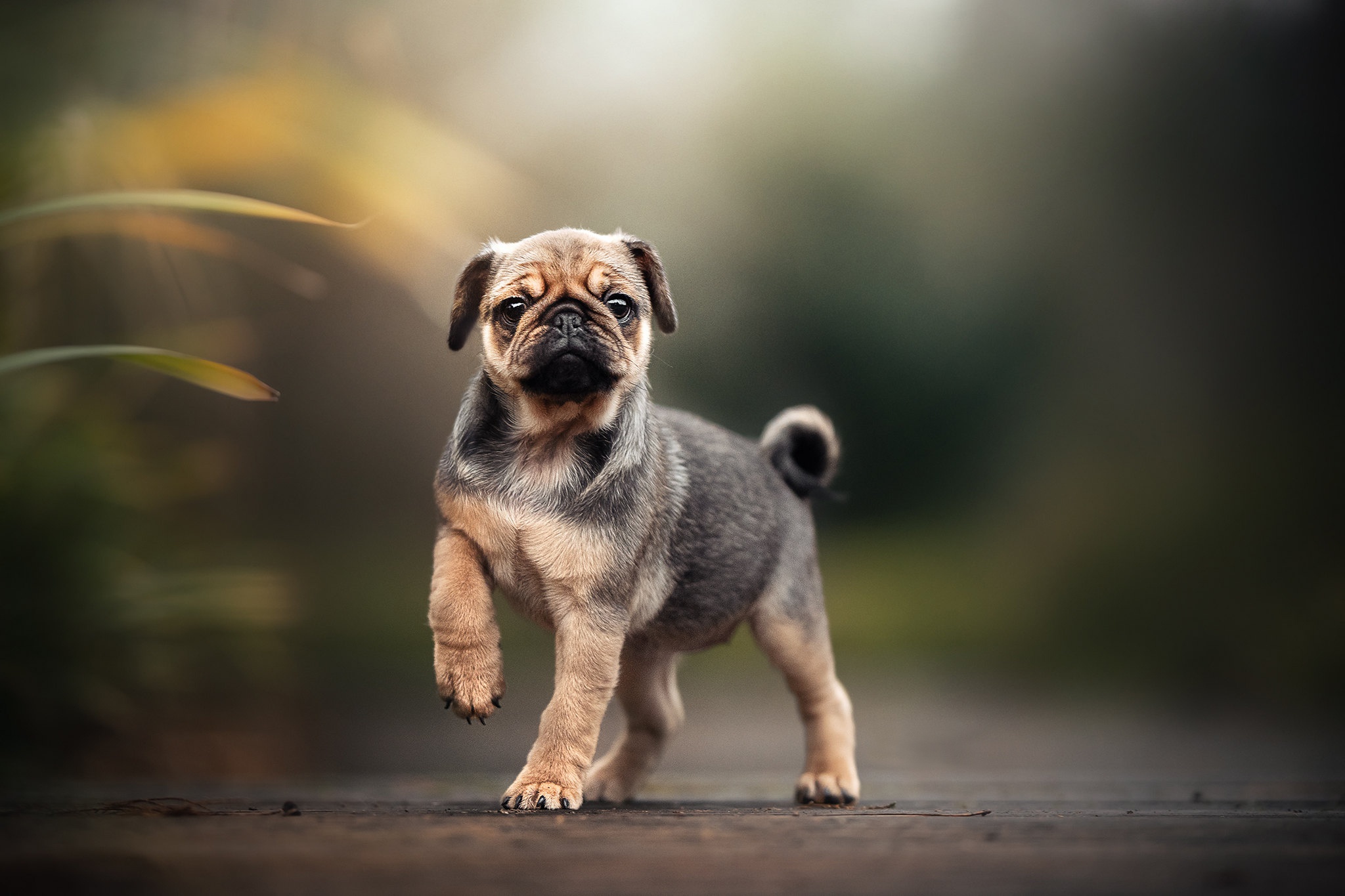 Download mobile wallpaper Dogs, Dog, Animal, Pug, Depth Of Field for free.