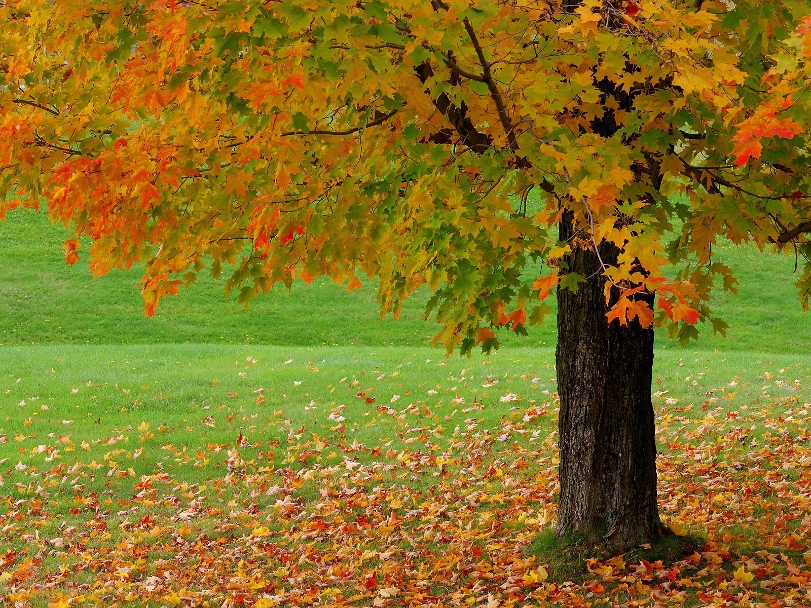 Cool Autumn Backgrounds