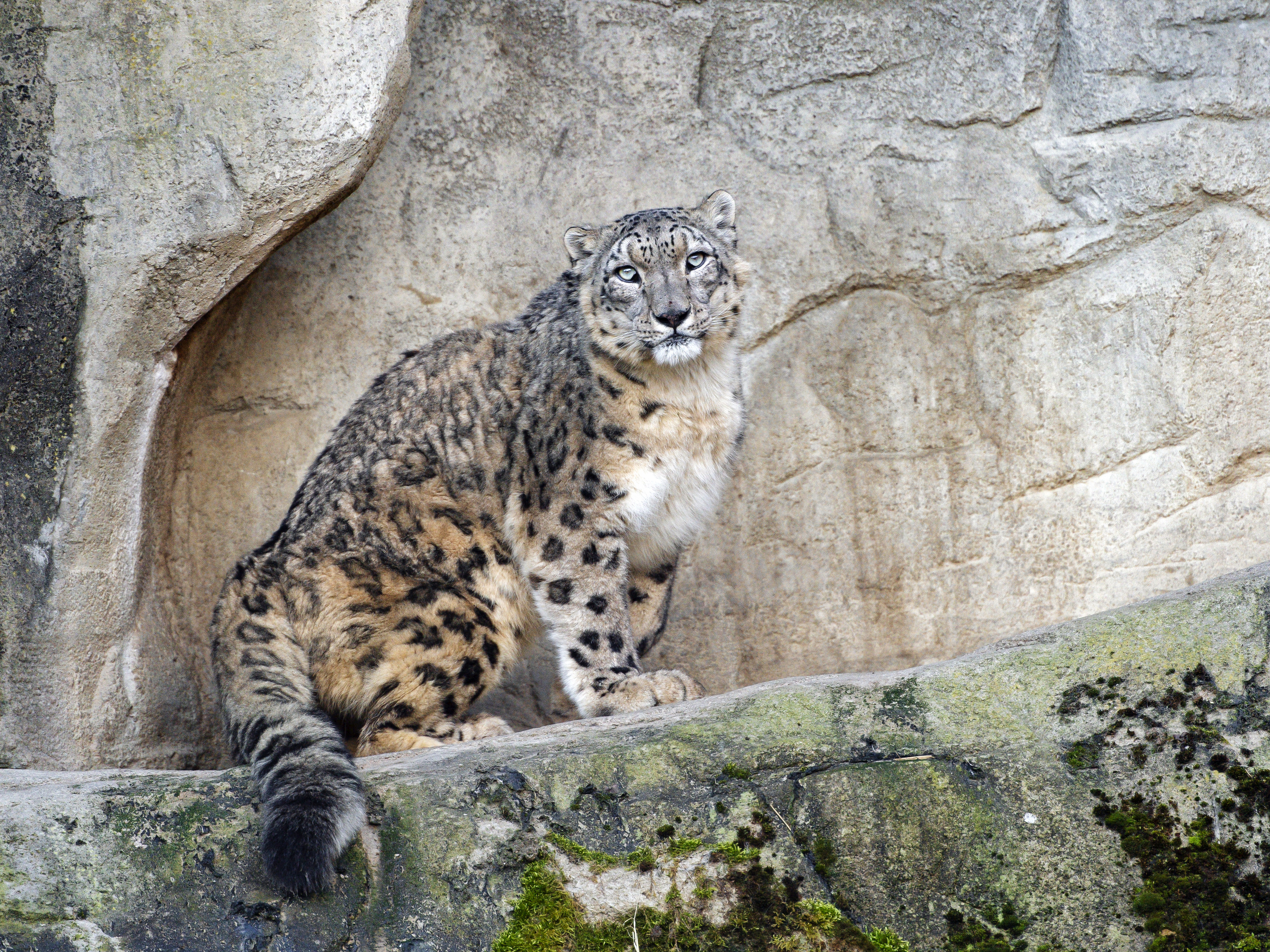snow leopard, animals, rocks, predator, big cat, stains, spots Full HD