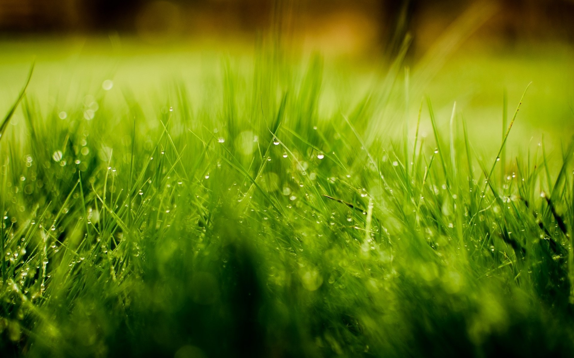 Download mobile wallpaper Nature, Grass, Earth, Water Drop for free.
