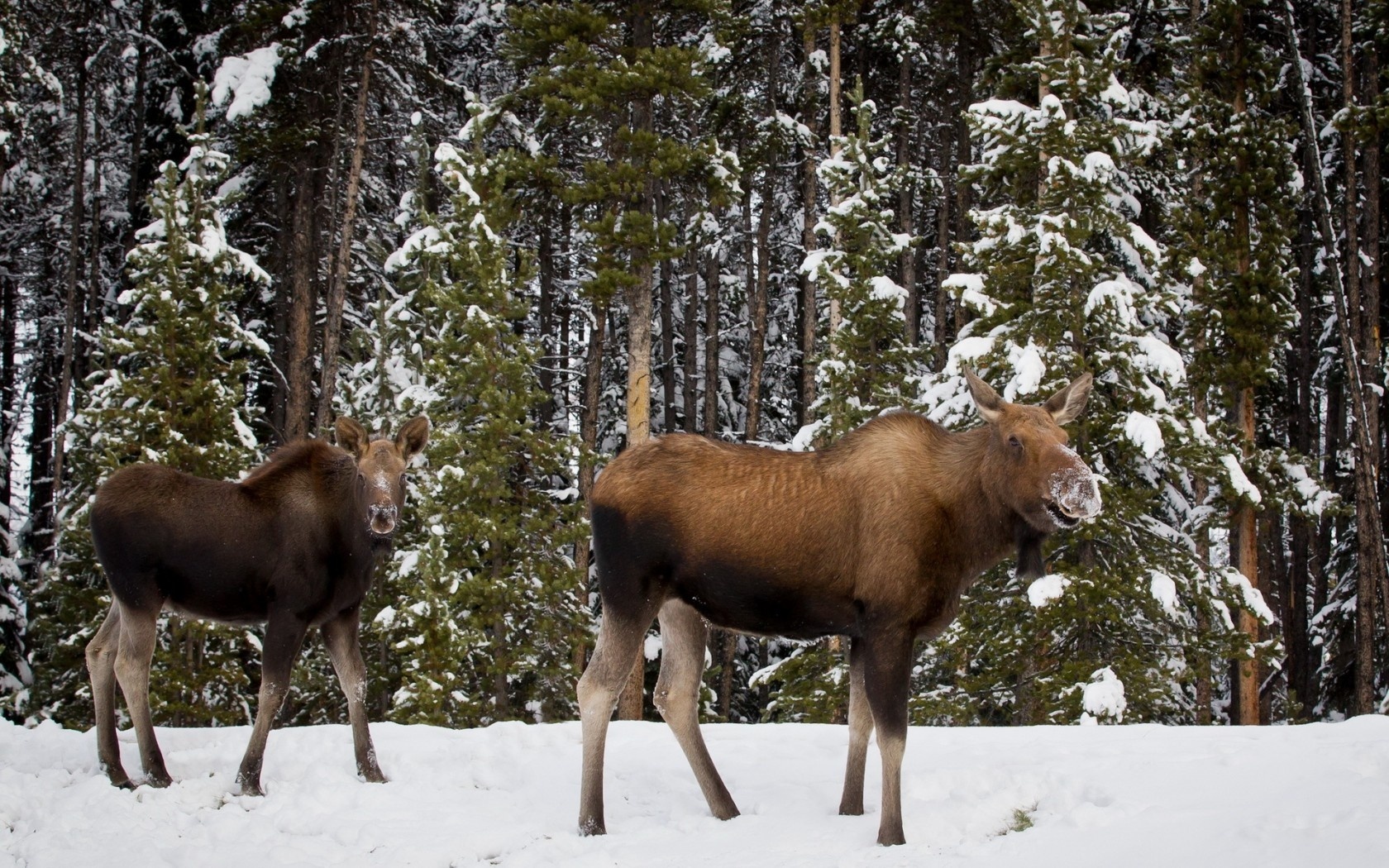 animal, moose Full HD