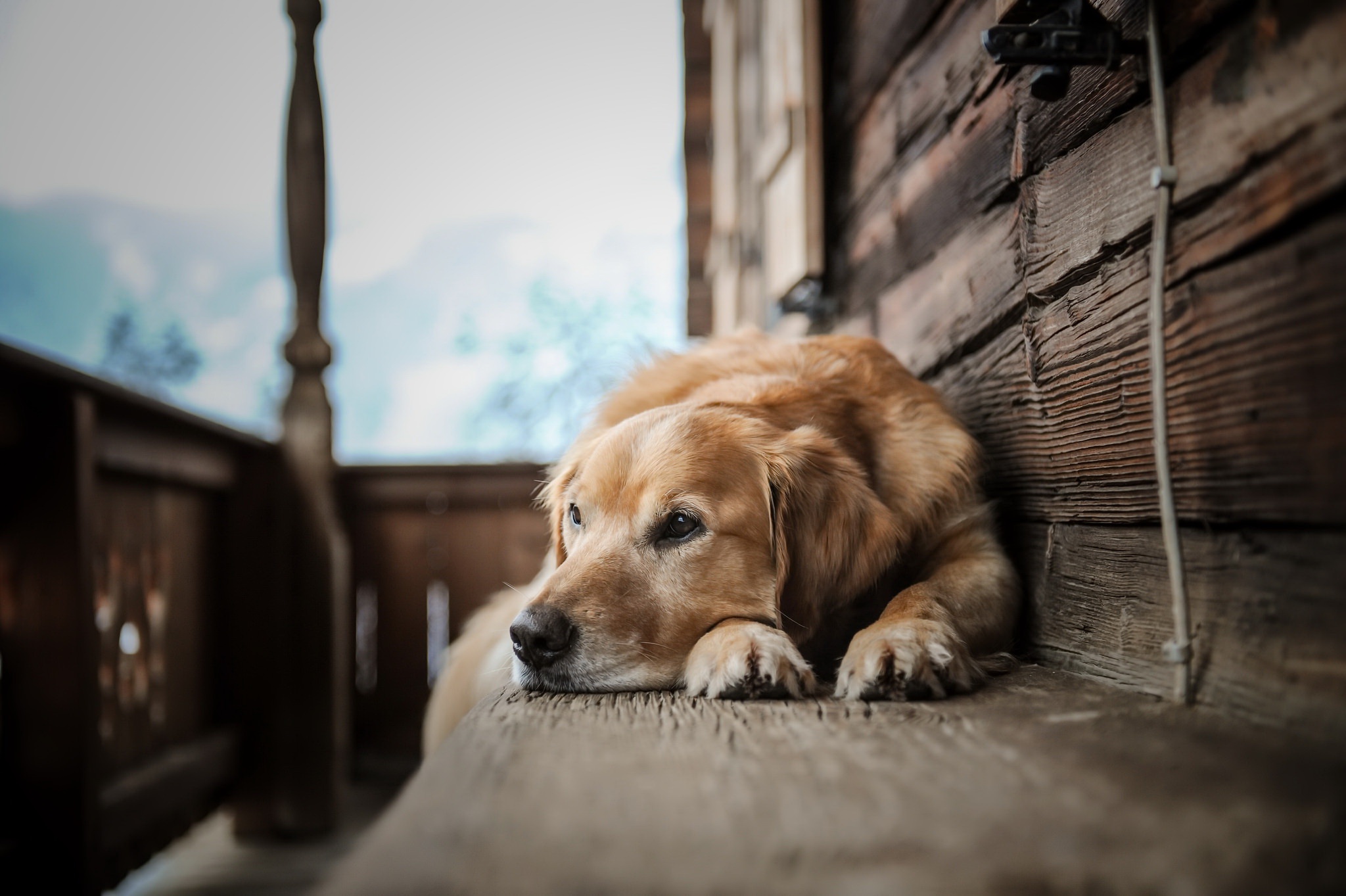 Download mobile wallpaper Dogs, Dog, Animal, Golden Retriever, Resting, Depth Of Field for free.