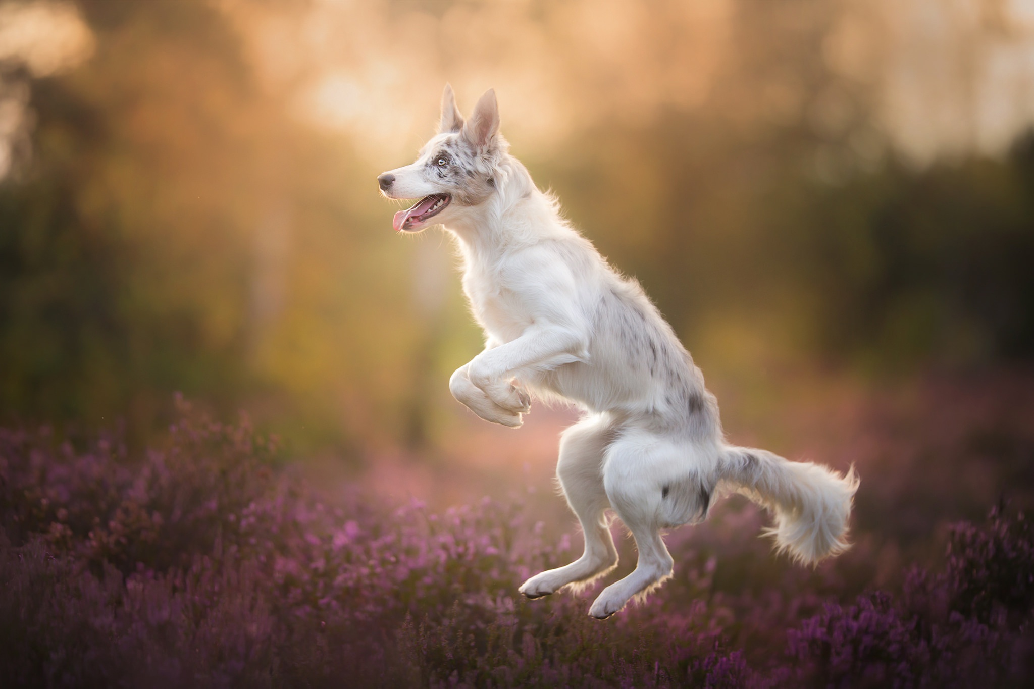 Download mobile wallpaper Dogs, Dog, Animal, Border Collie for free.