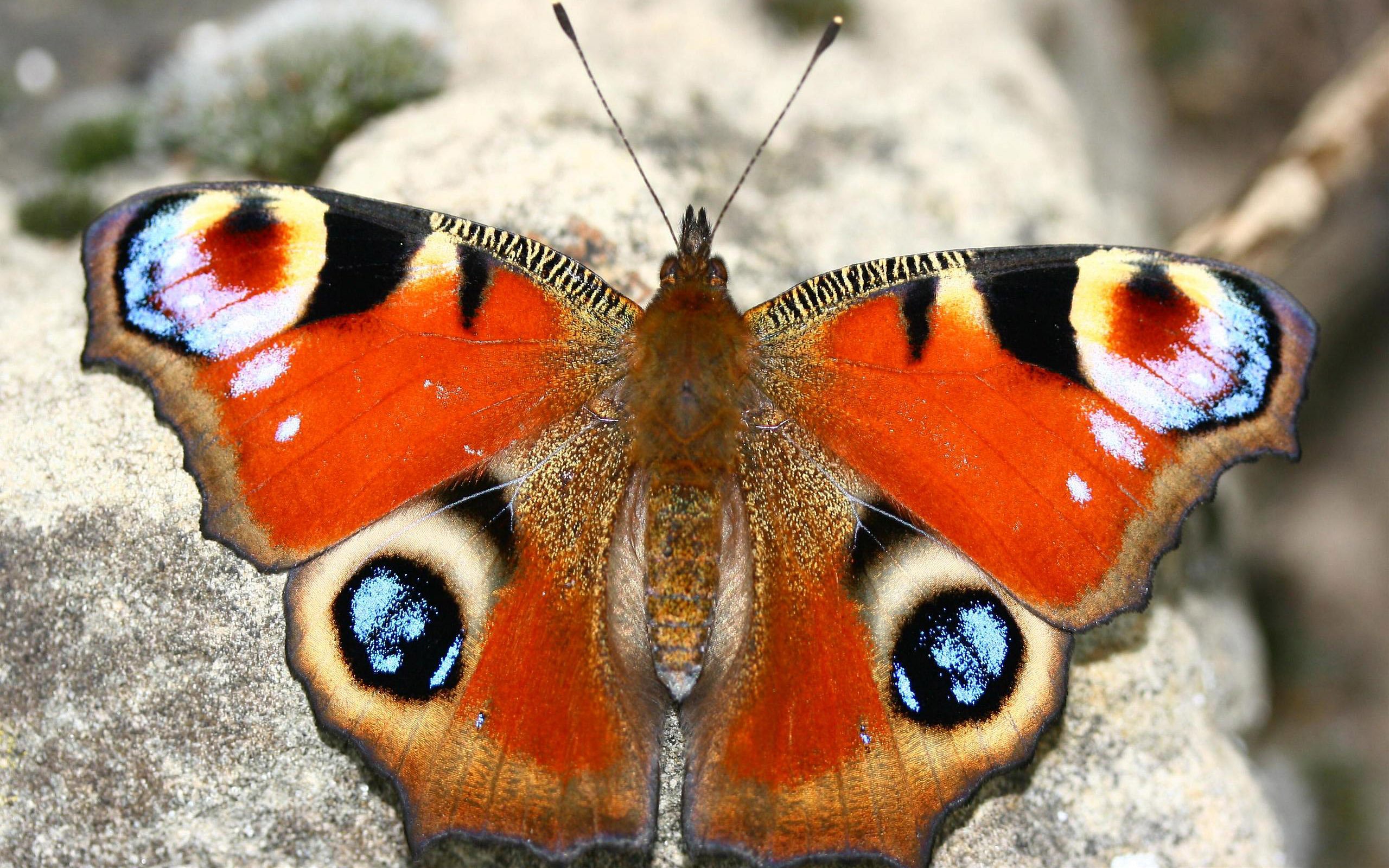 170989 Bildschirmschoner und Hintergrundbilder Schmetterlinge auf Ihrem Telefon. Laden Sie  Bilder kostenlos herunter