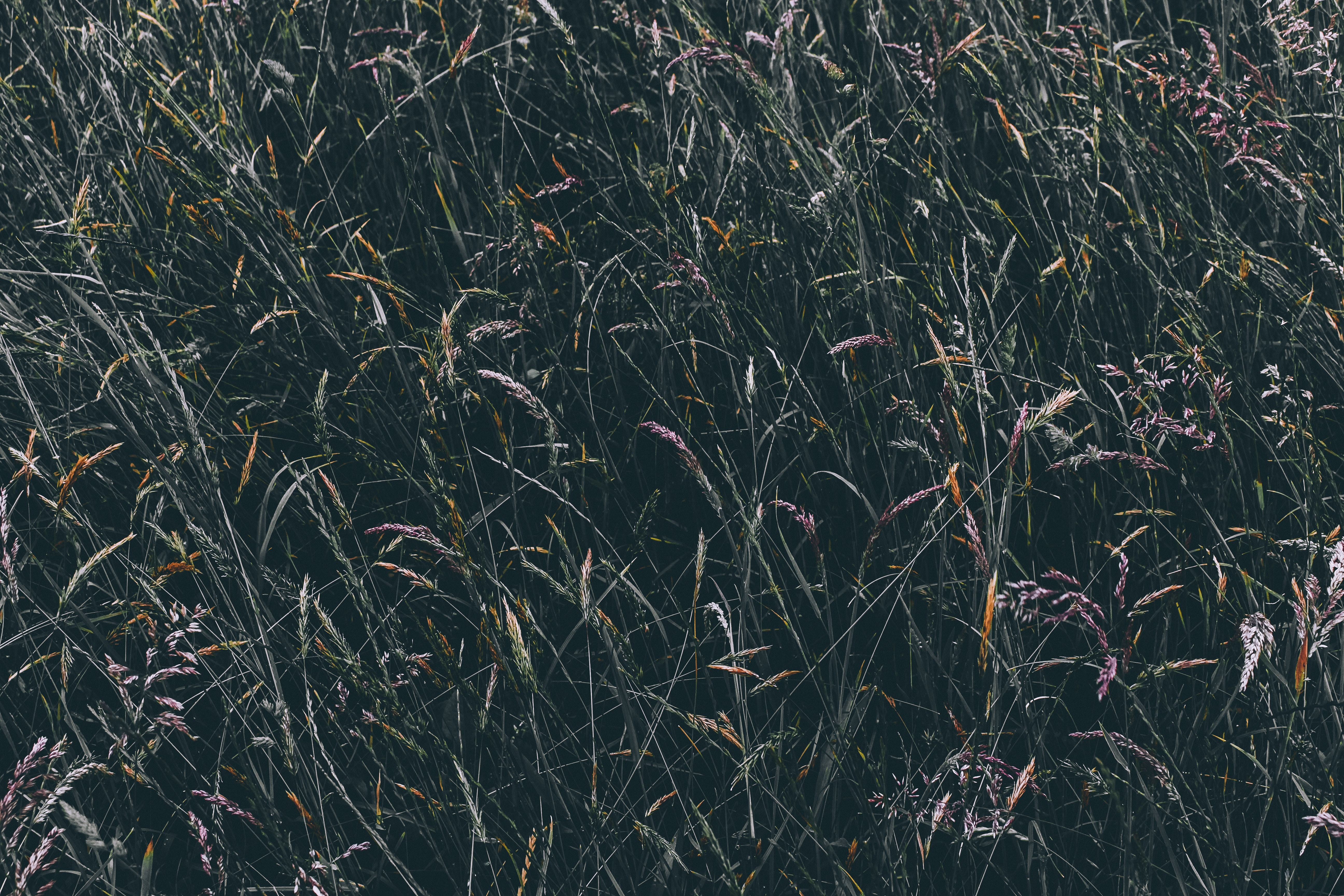Free download wallpaper Grass, Vegetation, Nature, Field on your PC desktop