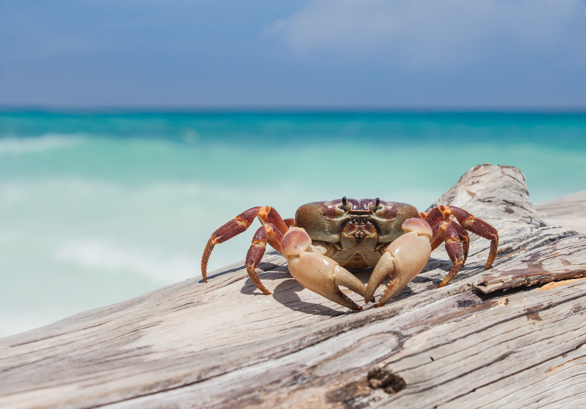 crab, animal, crustacean, depth of field, sea life