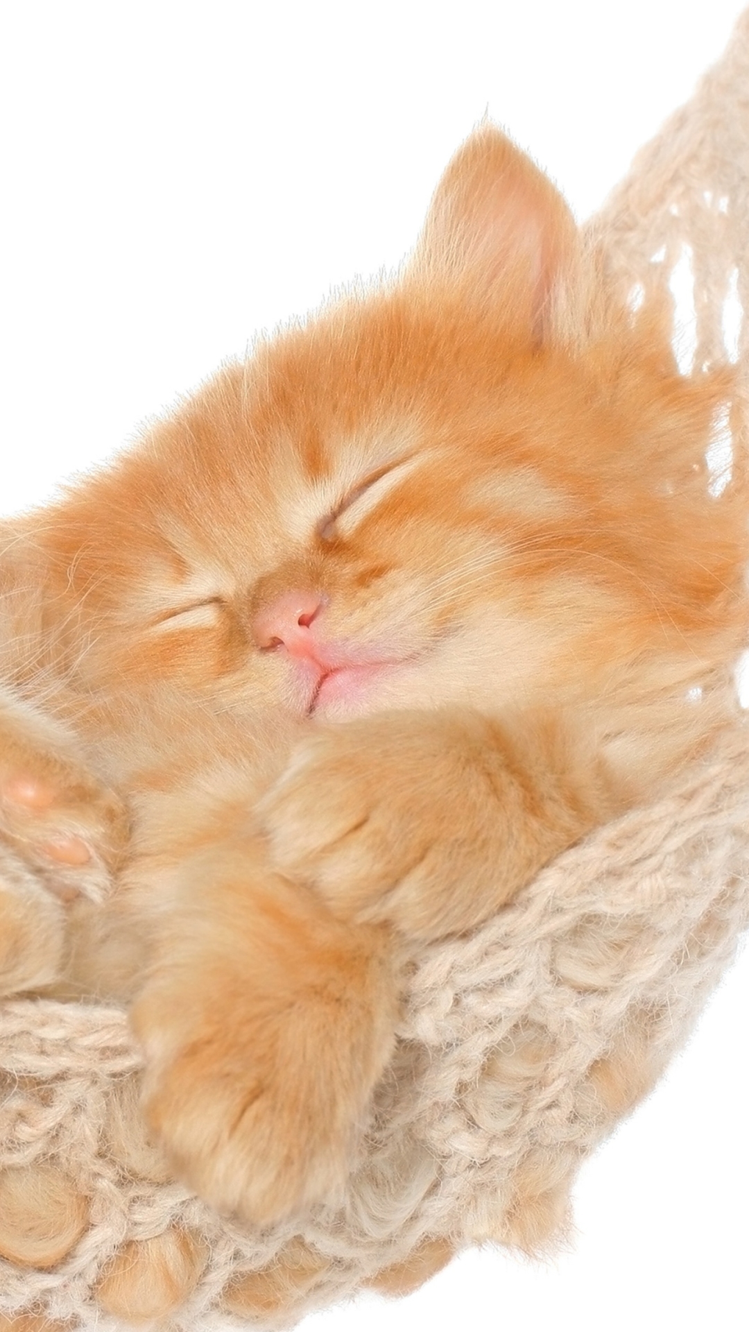 Download mobile wallpaper Cats, Cat, Kitten, Animal, Cute, Hammock for free.