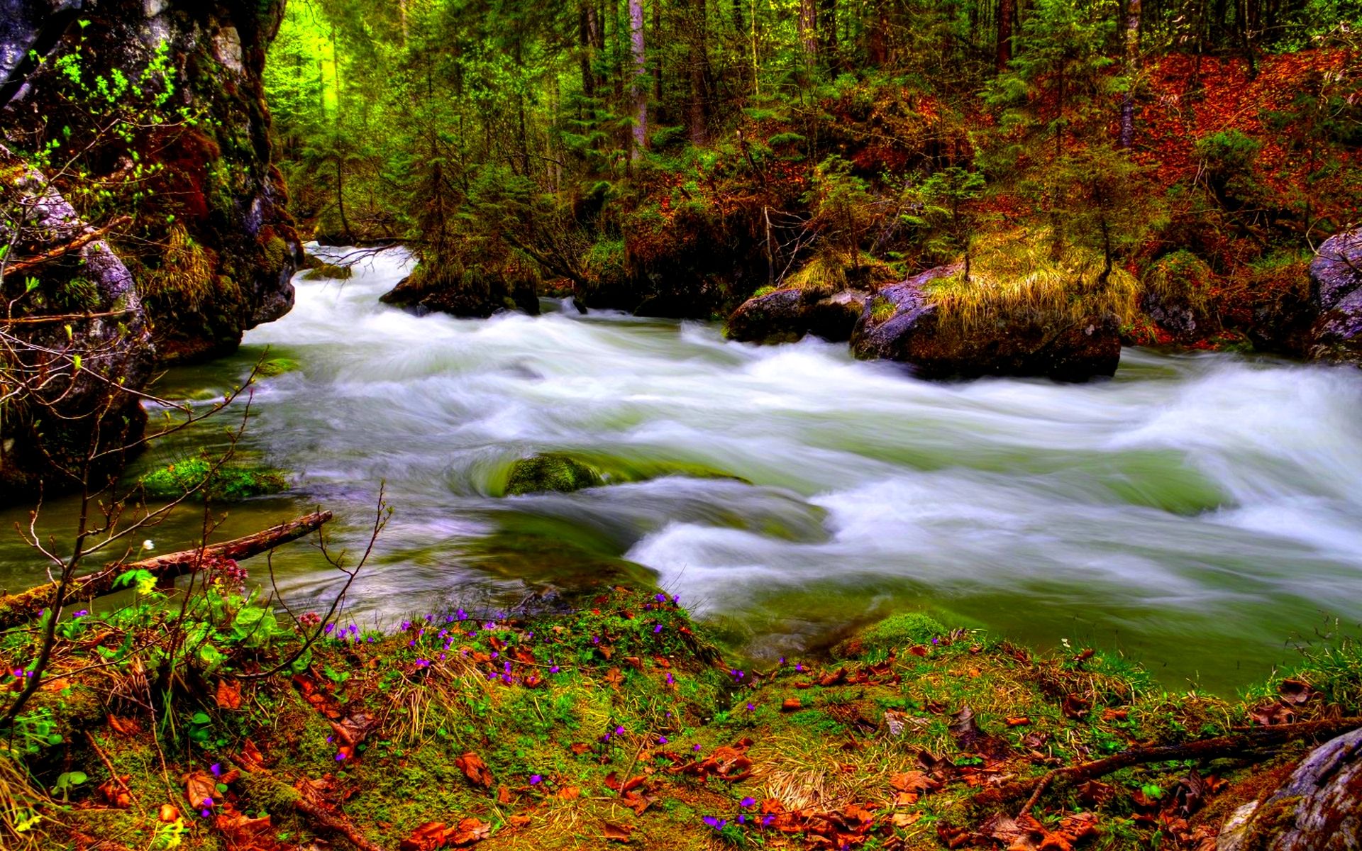 Free download wallpaper Forest, Tree, Fall, Earth, Stream on your PC desktop