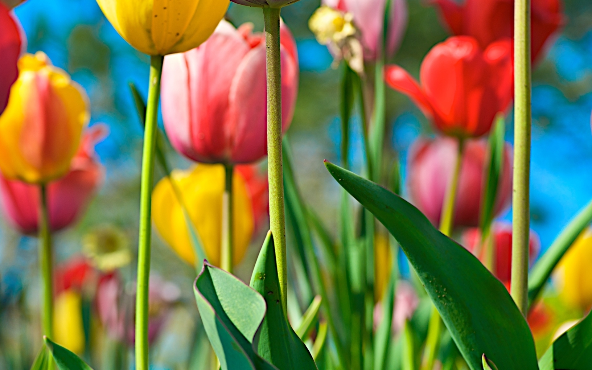 Скачать обои бесплатно Цветы, Растения, Фон, Тюльпаны картинка на рабочий стол ПК