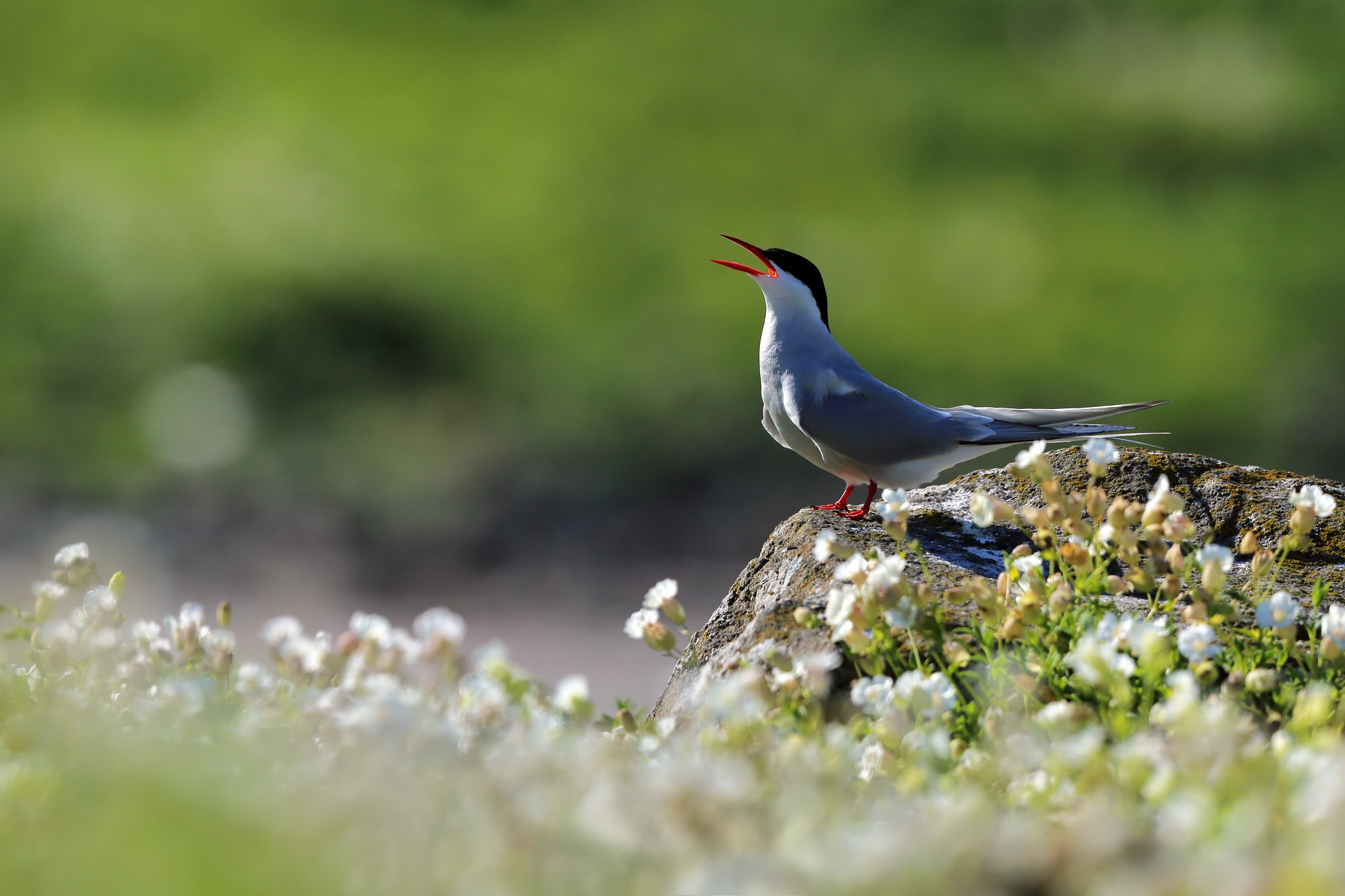 Free download wallpaper Birds, Bird, Animal, Arctic Tern on your PC desktop