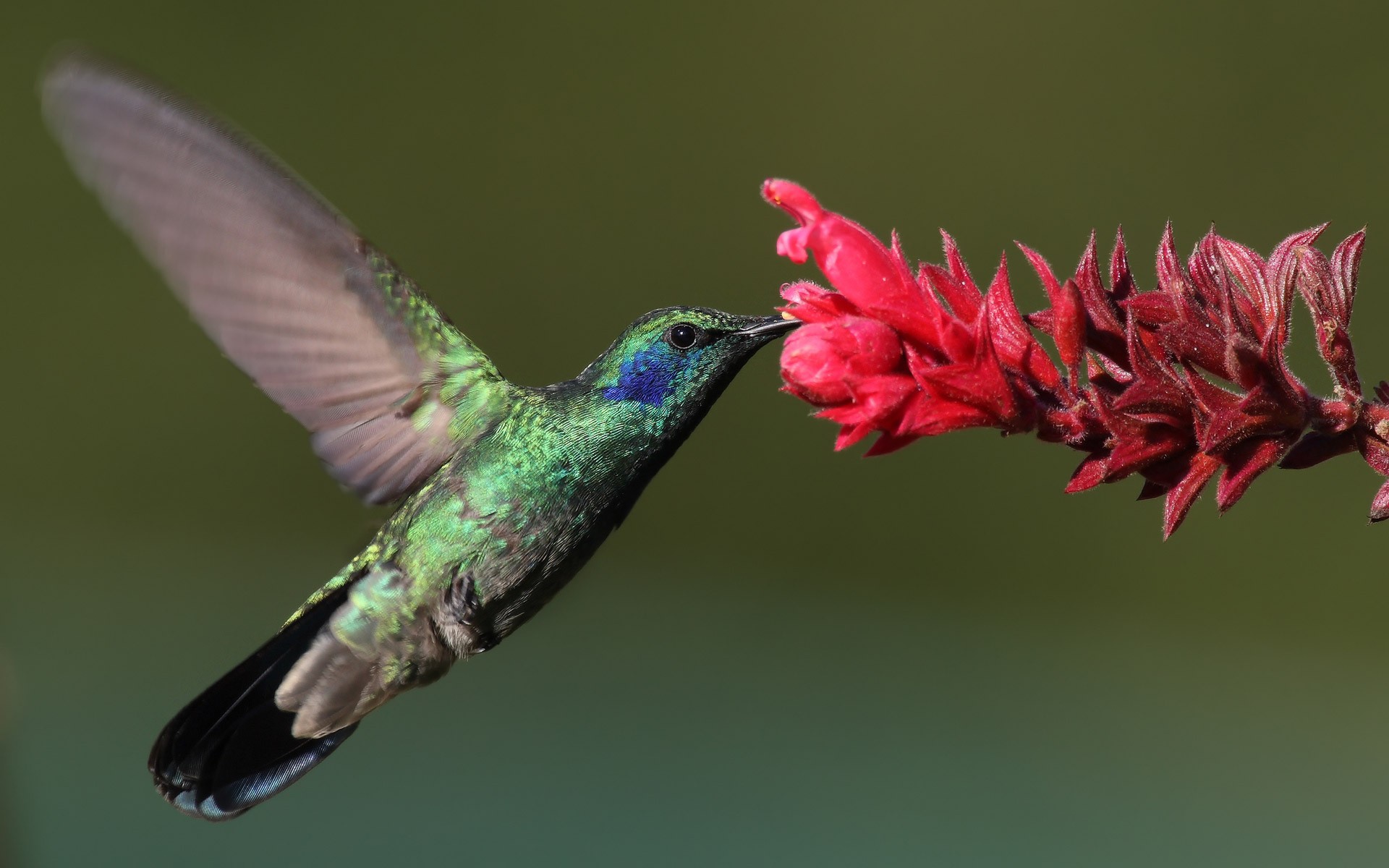 PCデスクトップに動物, 鳥, 花, 赤い花, ハチドリ画像を無料でダウンロード