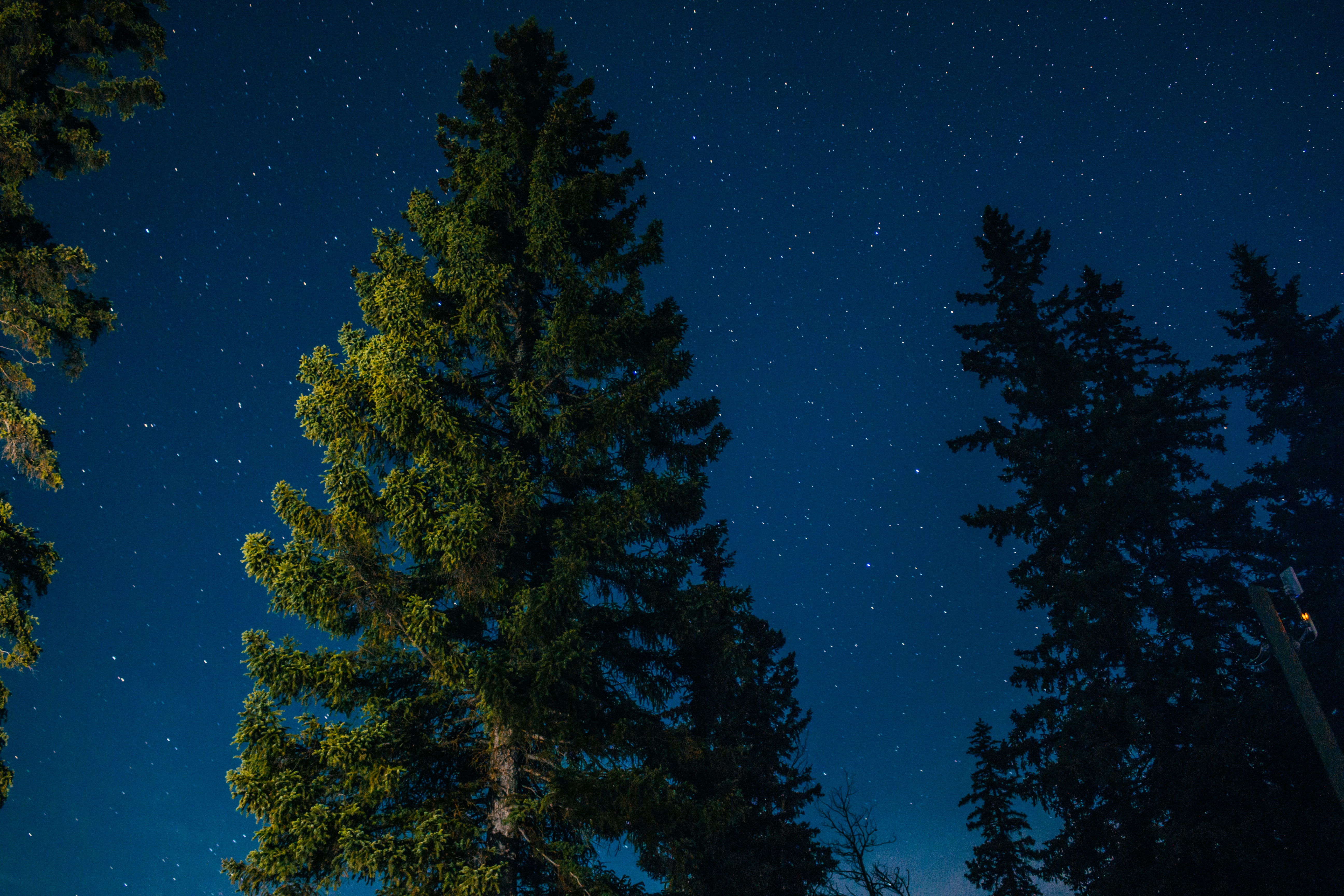 Laden Sie das Sternenhimmel, Holz, Natur, Baum, Sterne-Bild kostenlos auf Ihren PC-Desktop herunter