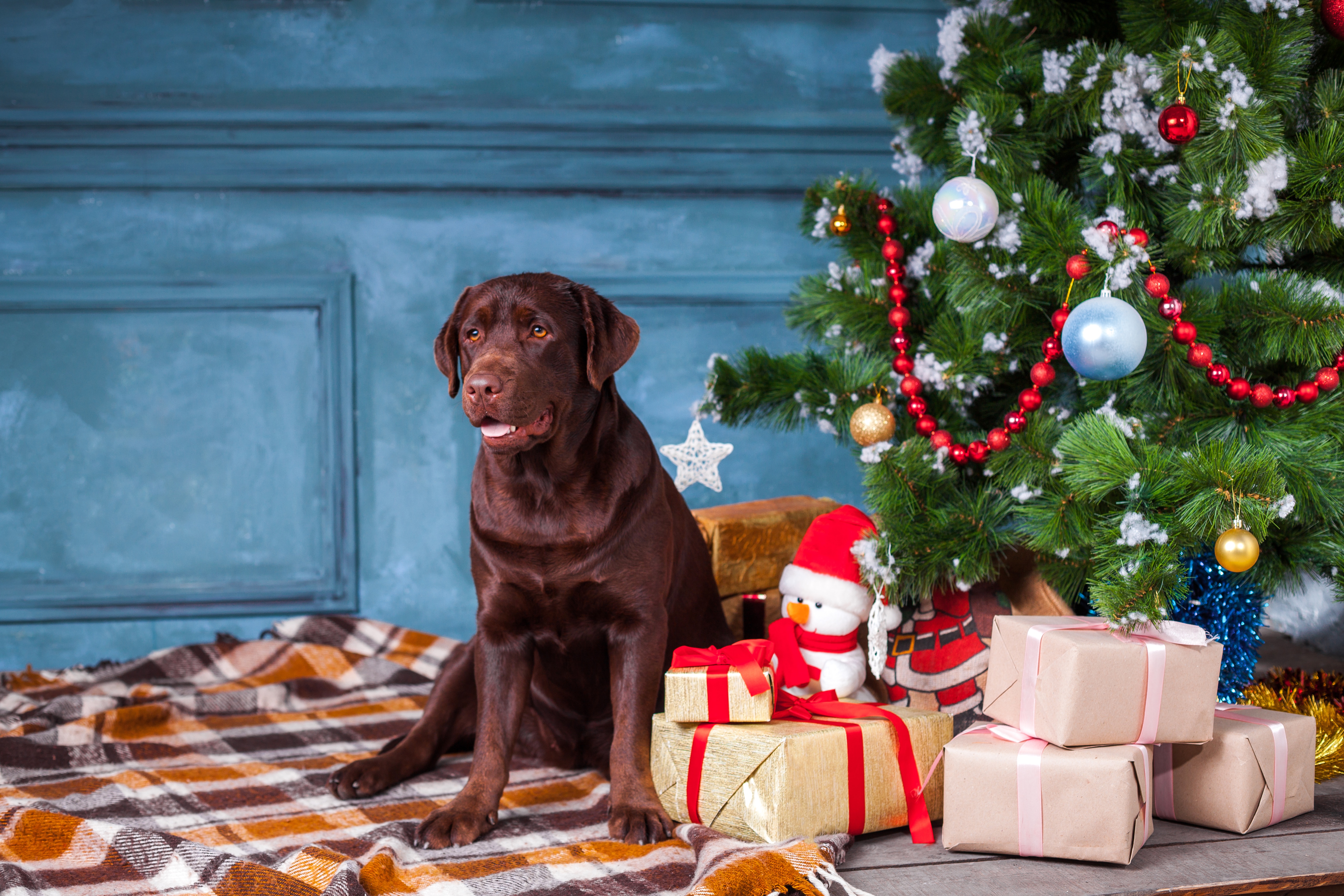 Download mobile wallpaper Dogs, Dog, Animal, Gift, Labrador for free.