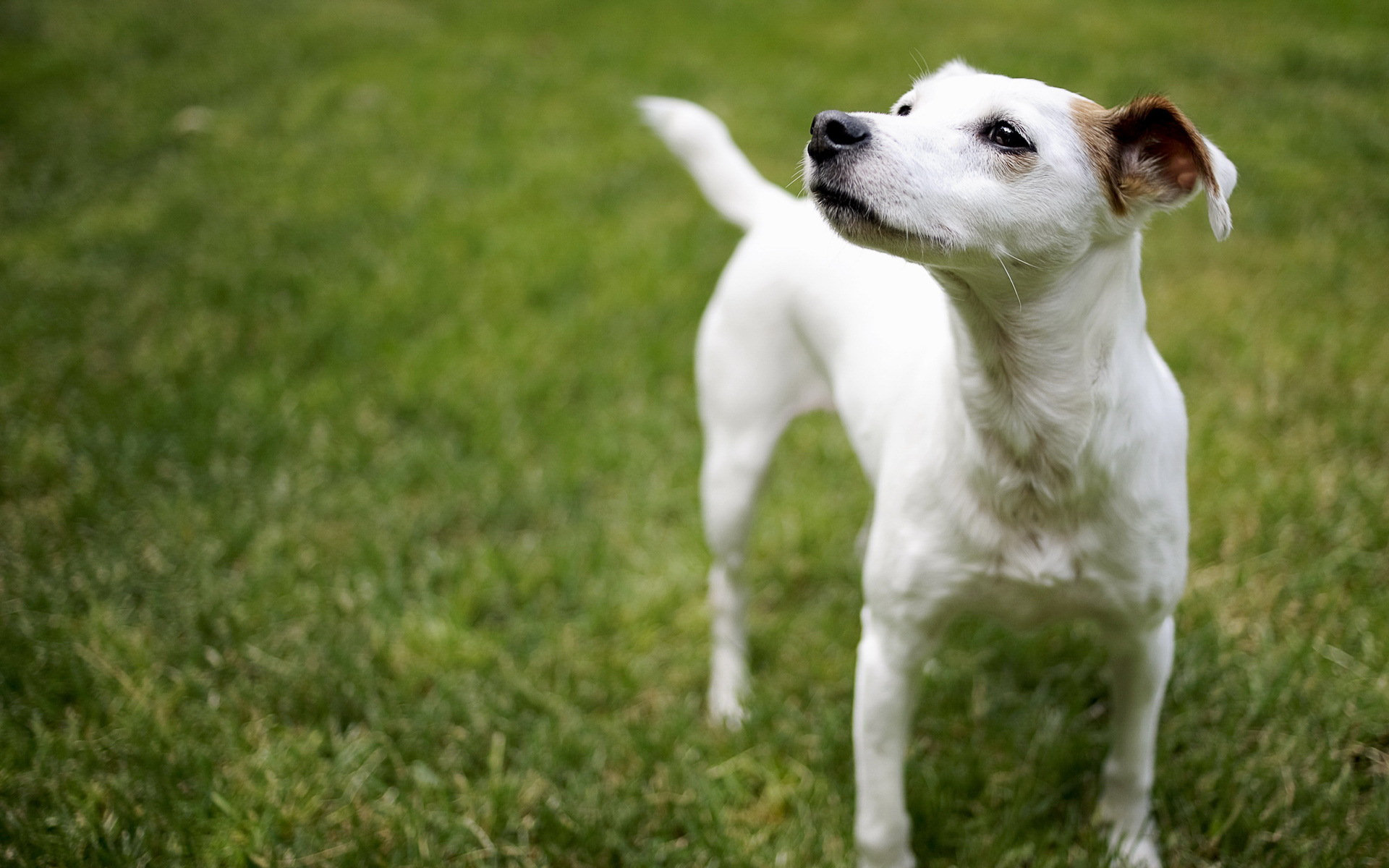 Baixar papel de parede para celular de Cães, Cão, Animais gratuito.