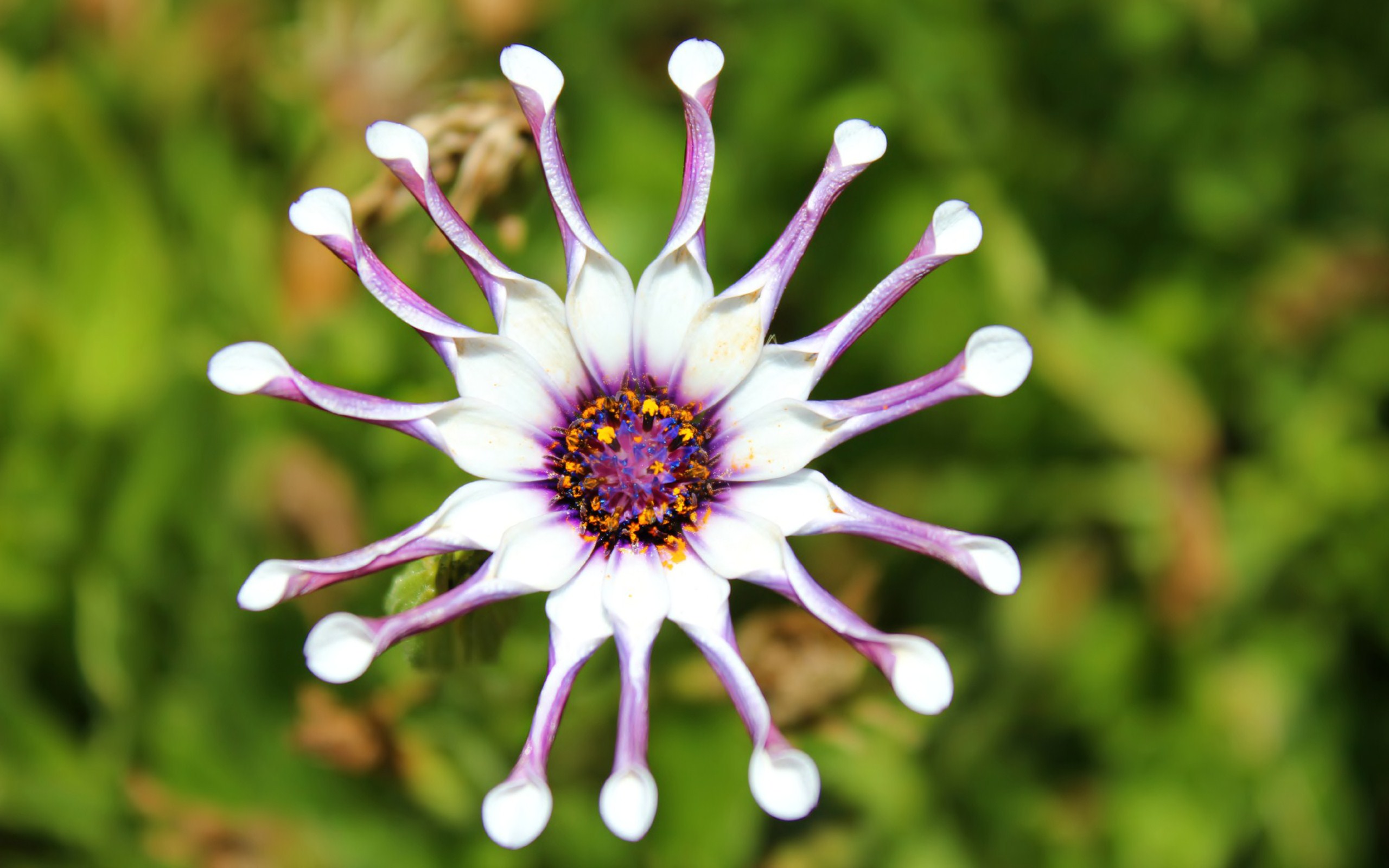 Téléchargez gratuitement l'image Fleurs, Fleur, Terre/nature sur le bureau de votre PC