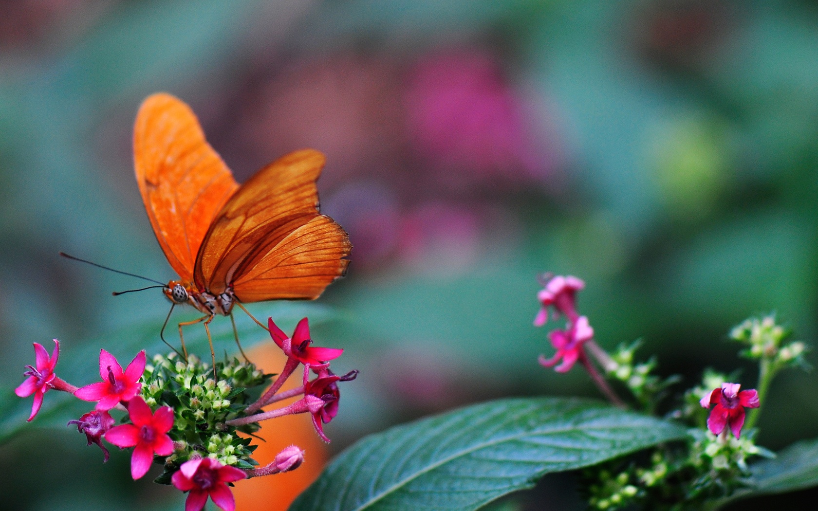 Free download wallpaper Butterfly, Animal on your PC desktop