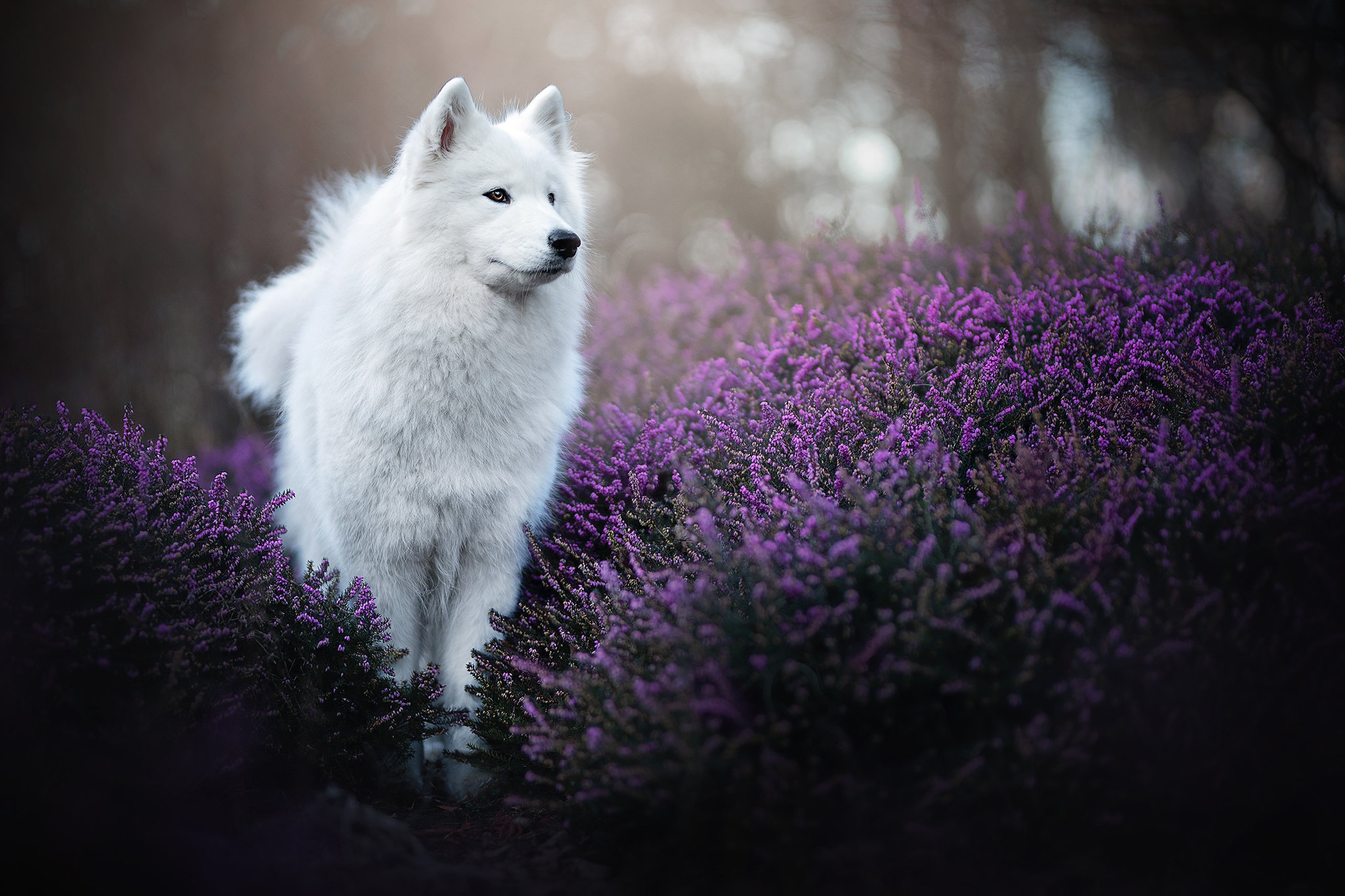 samoyed, animal, dog, heather, purple flower, dogs