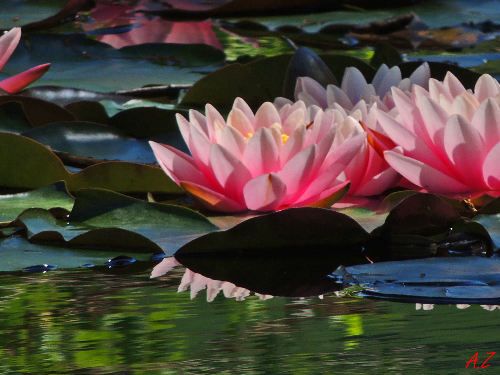 Handy-Wallpaper Lotus, Blumen, Erde/natur kostenlos herunterladen.