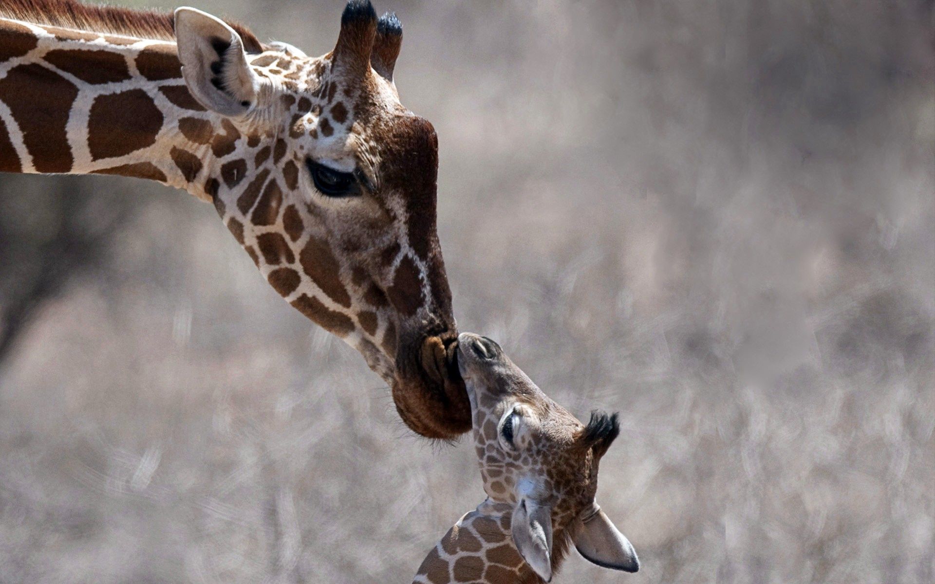 Free download wallpaper Animals, Young, Head, Joey, Care, Giraffe on your PC desktop
