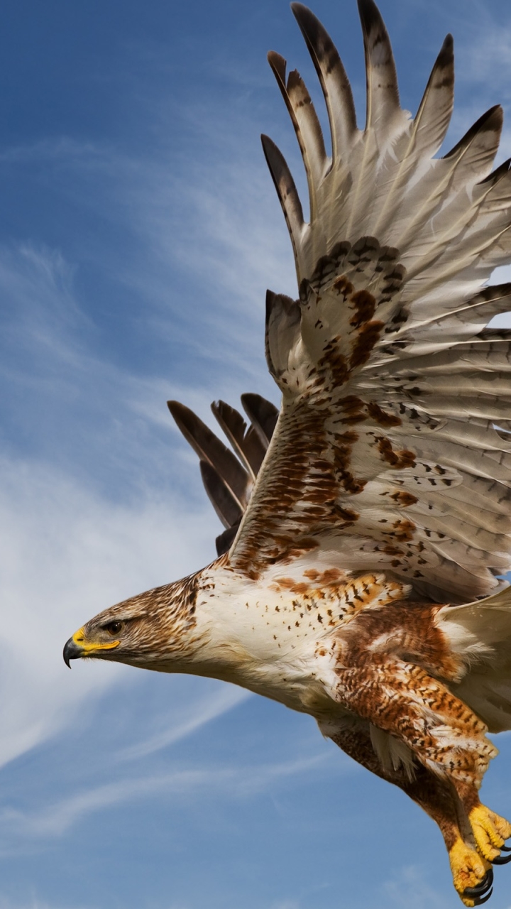 Handy-Wallpaper Tiere, Vögel, Adler kostenlos herunterladen.