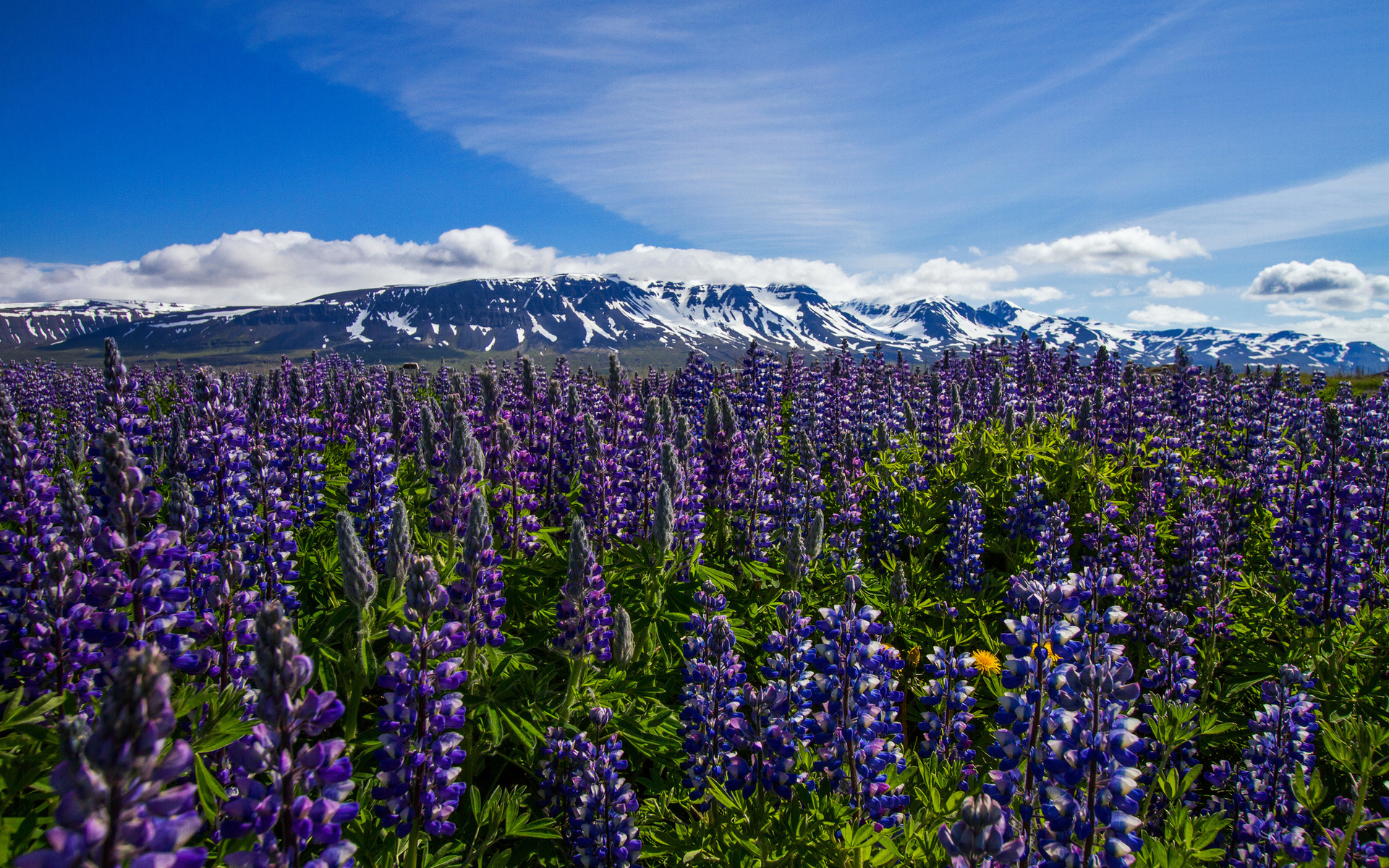 Descarga gratuita de fondo de pantalla para móvil de Flores, Flor, Tierra/naturaleza.