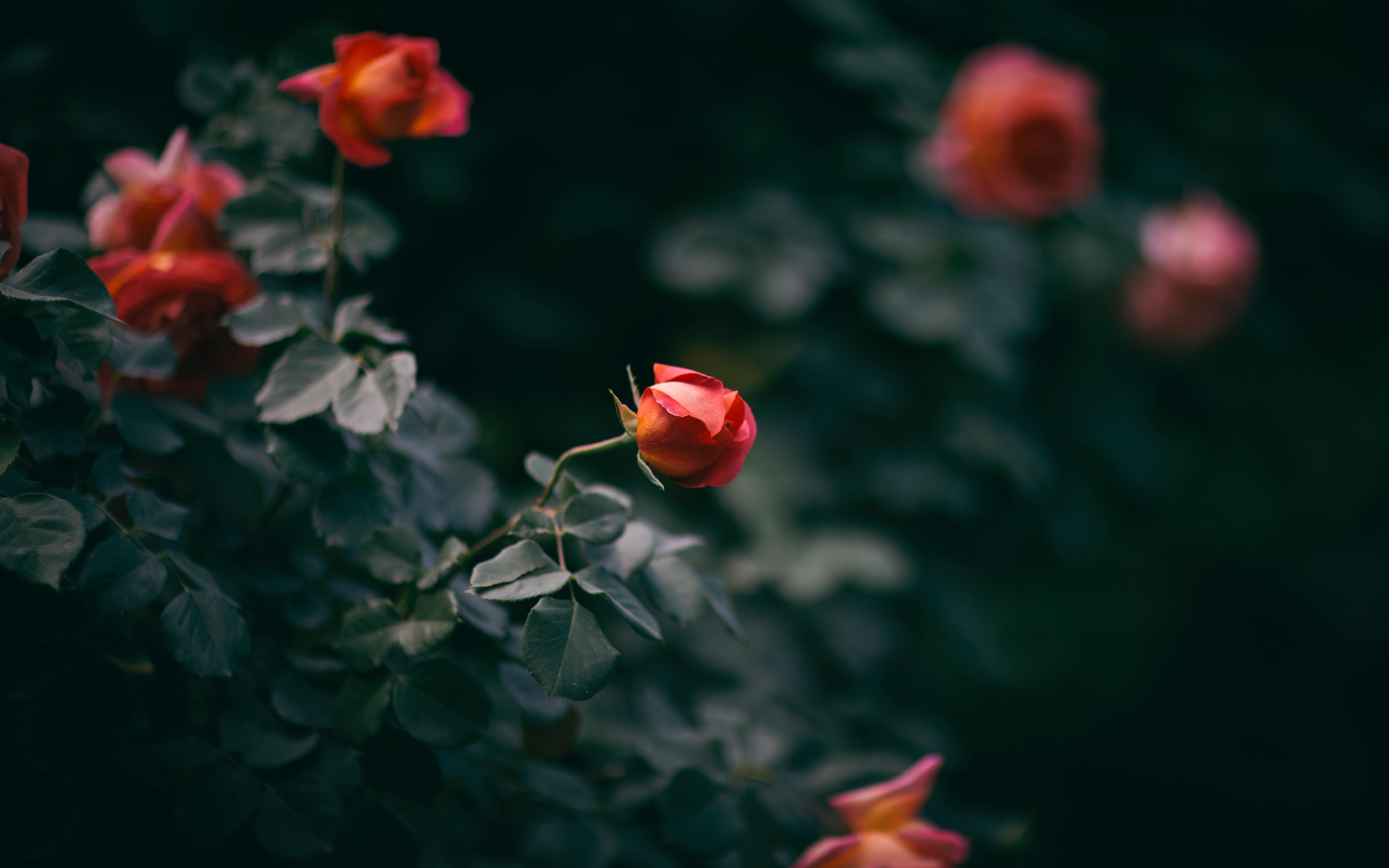 Téléchargez gratuitement l'image Fleur, Bourgeons, Fleurs, Buisson, Une Rose, Rose sur le bureau de votre PC