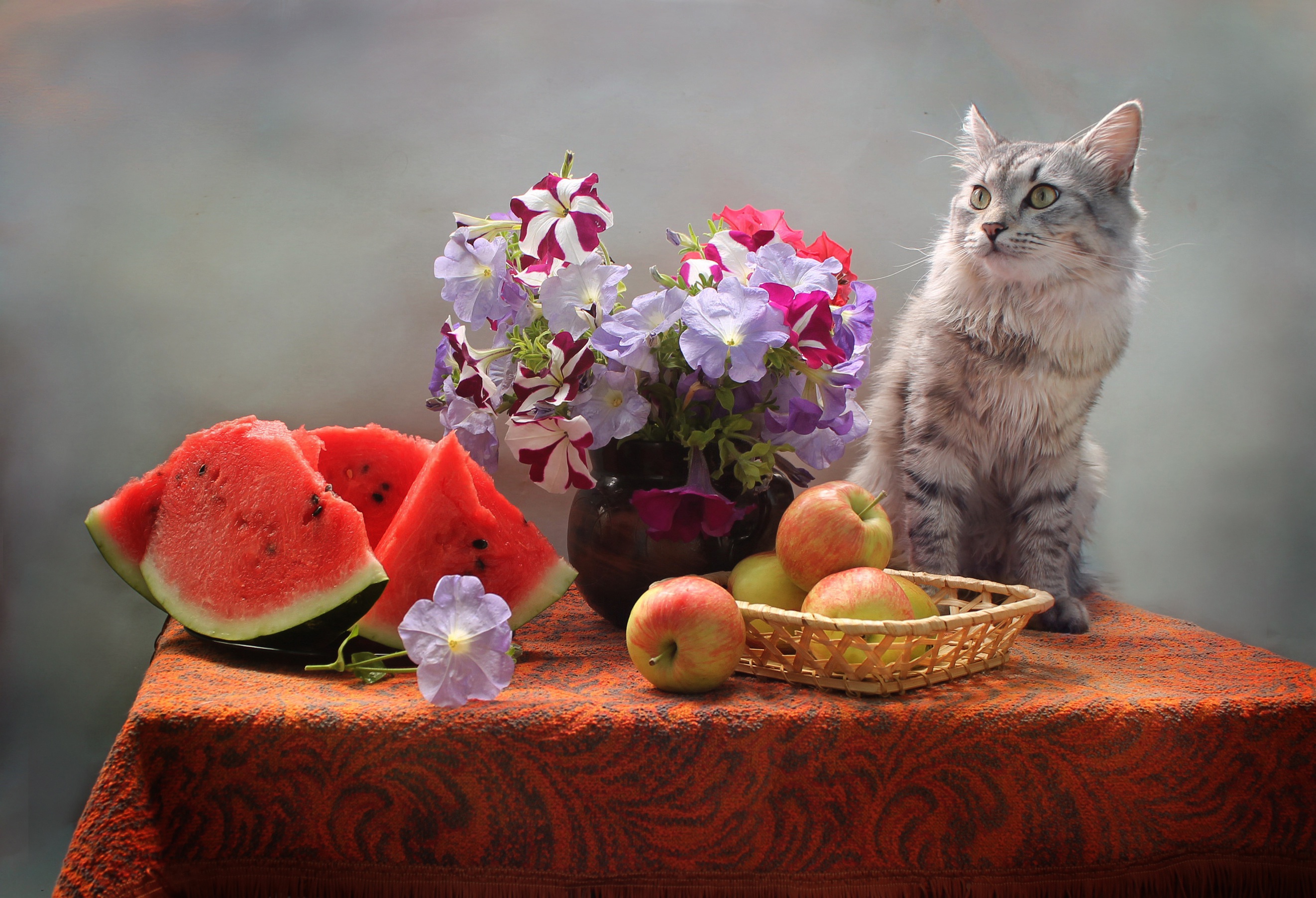 Handy-Wallpaper Tiere, Katzen, Blume, Katze, Wassermelone, Apfel kostenlos herunterladen.