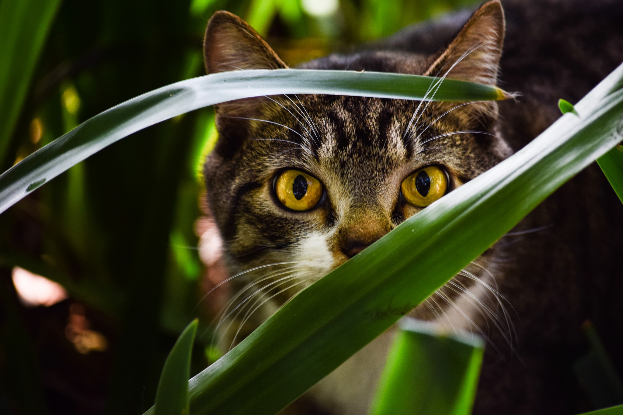 Baixe gratuitamente a imagem Animais, Gatos, Gato, Olhar Fixamente na área de trabalho do seu PC