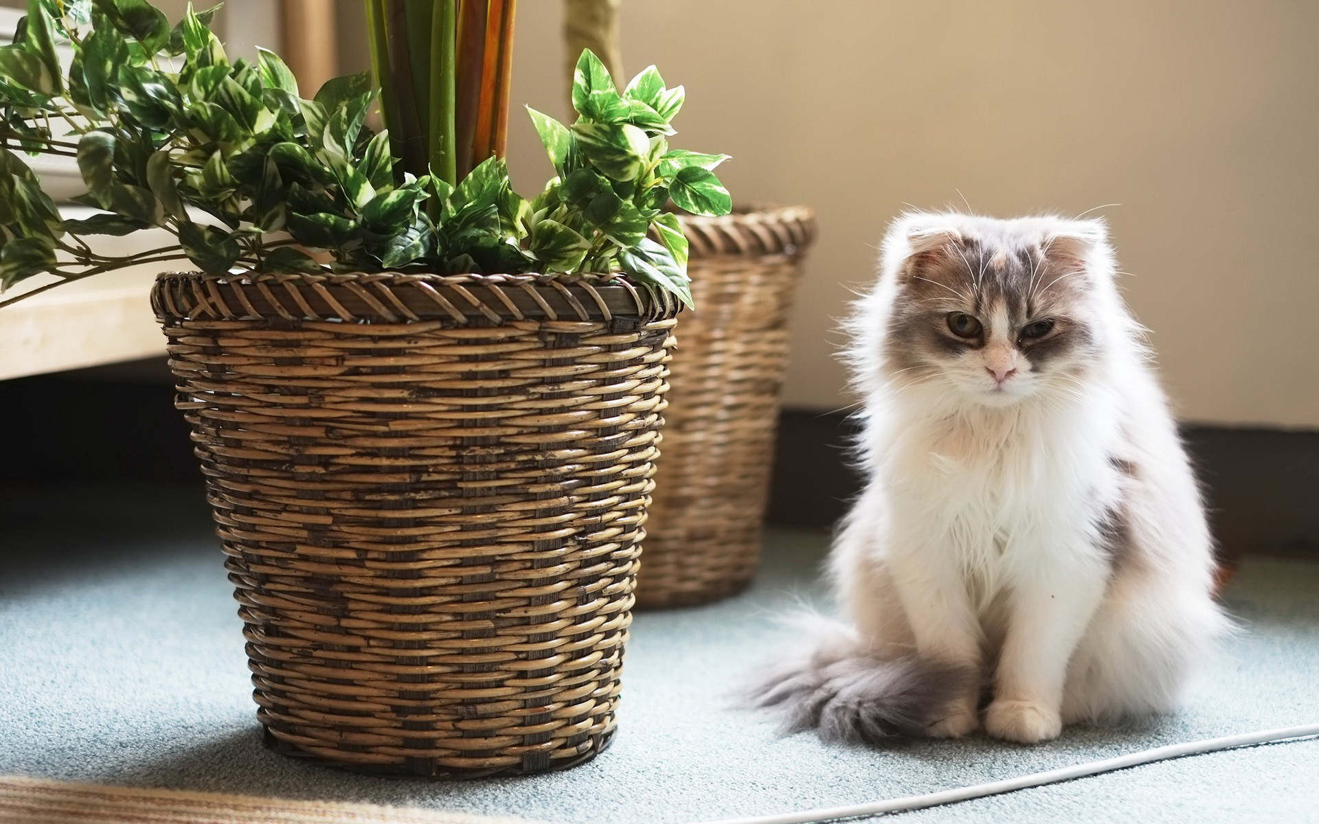 Téléchargez gratuitement l'image Chat, Chats, Animaux sur le bureau de votre PC