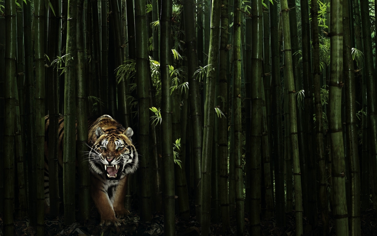 HD wallpaper tigers, black, animals