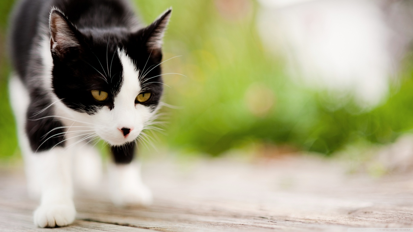 Baixe gratuitamente a imagem Animais, Gato na área de trabalho do seu PC