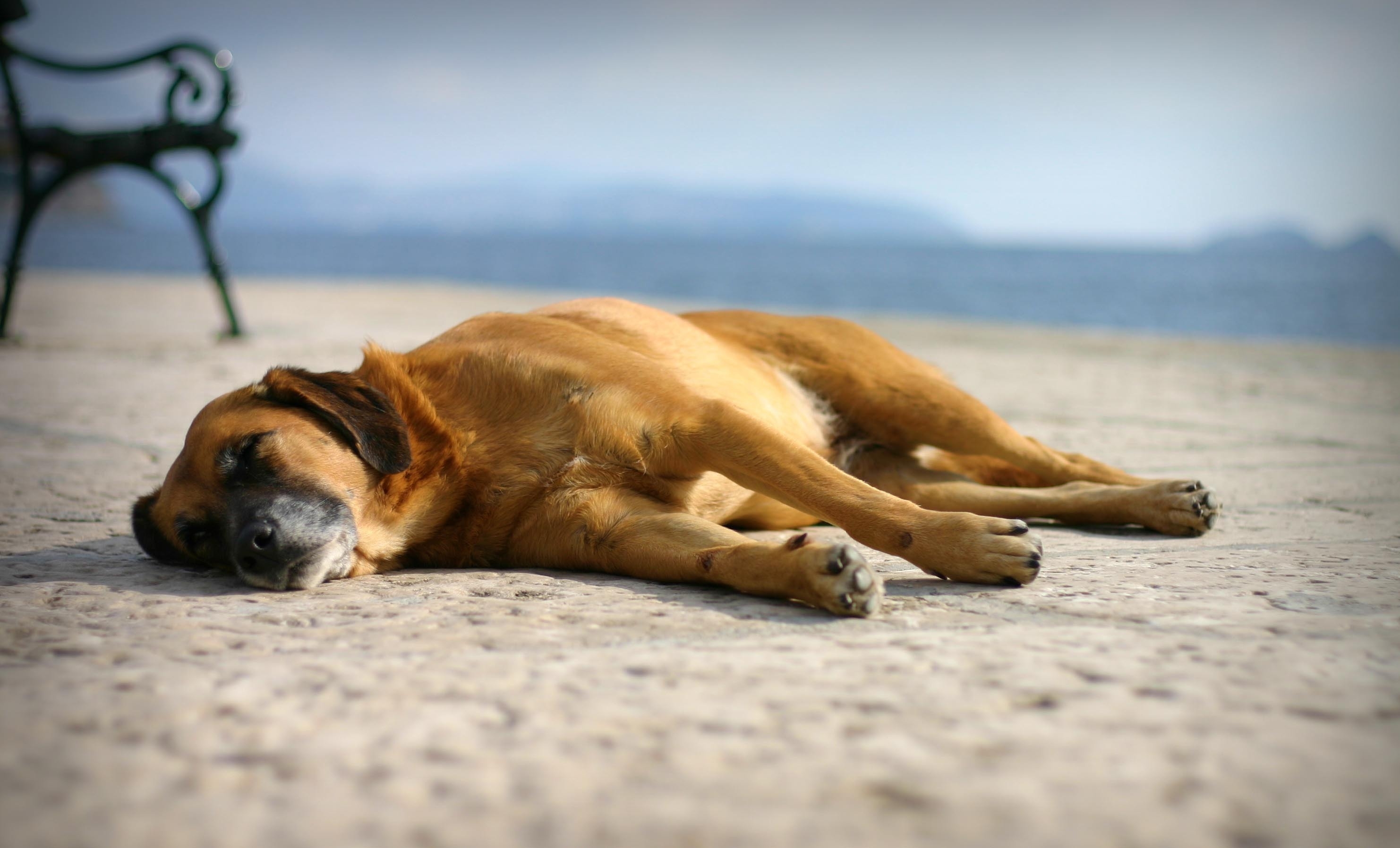 animals, sand, to lie down, lie, dog, sleep, dream Phone Background