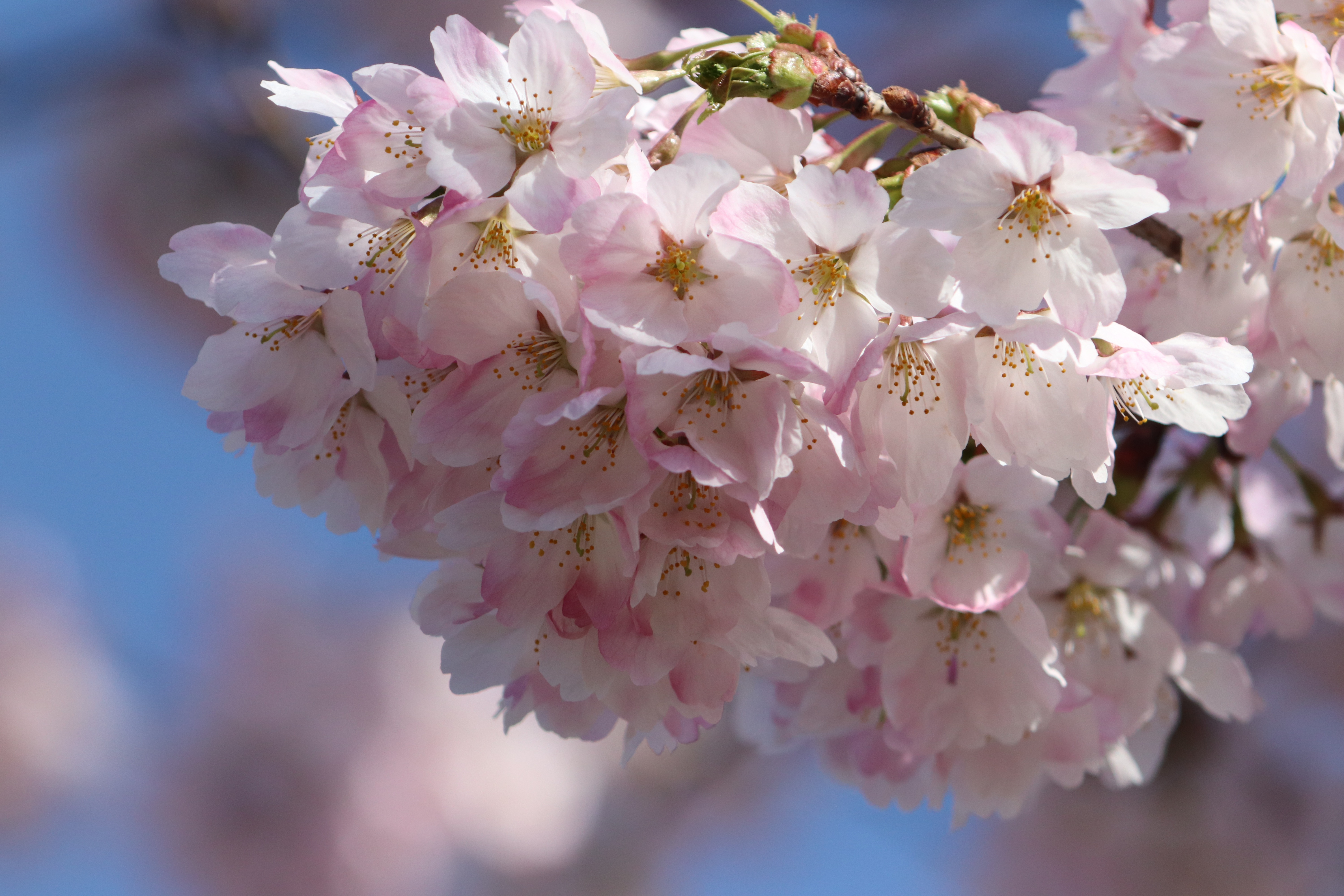 Laden Sie das Zweig, Frühling, Blüte, Erde/natur-Bild kostenlos auf Ihren PC-Desktop herunter
