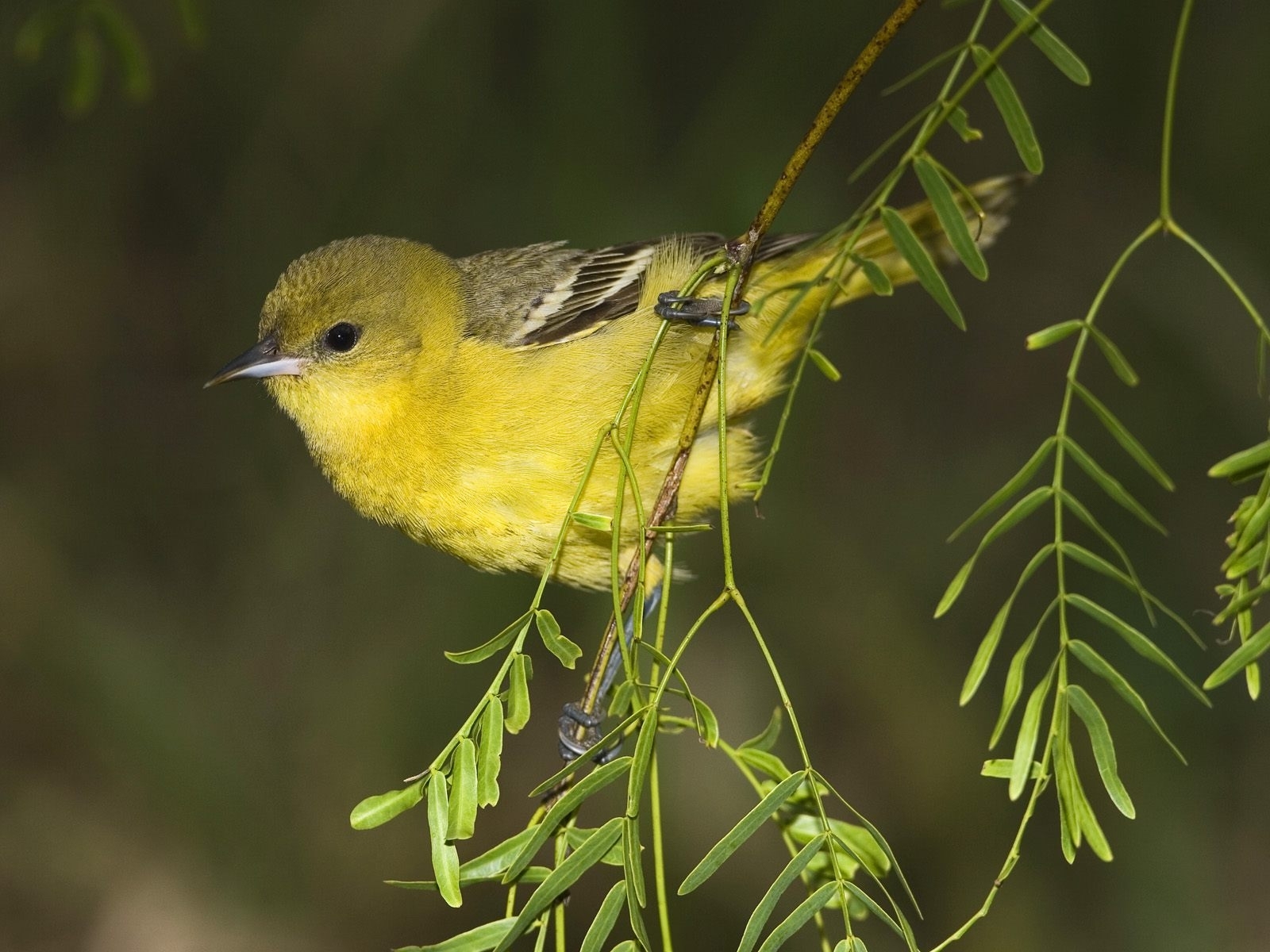 birds, animals, yellow HD for desktop 1080p