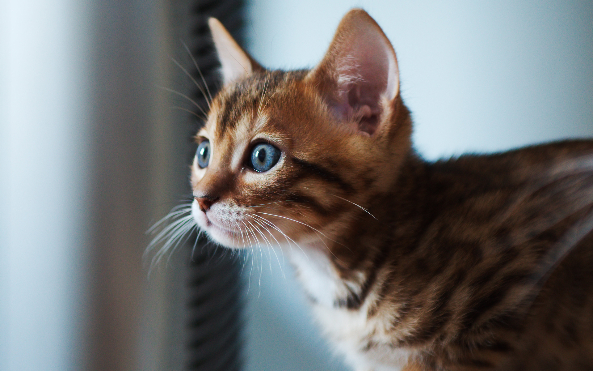 Téléchargez gratuitement l'image Animaux, Chats, Chat sur le bureau de votre PC