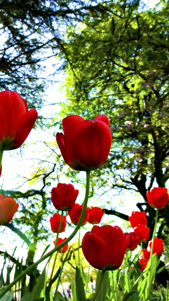 Download mobile wallpaper Flowers, Flower, Earth, Tulip, Red Flower for free.